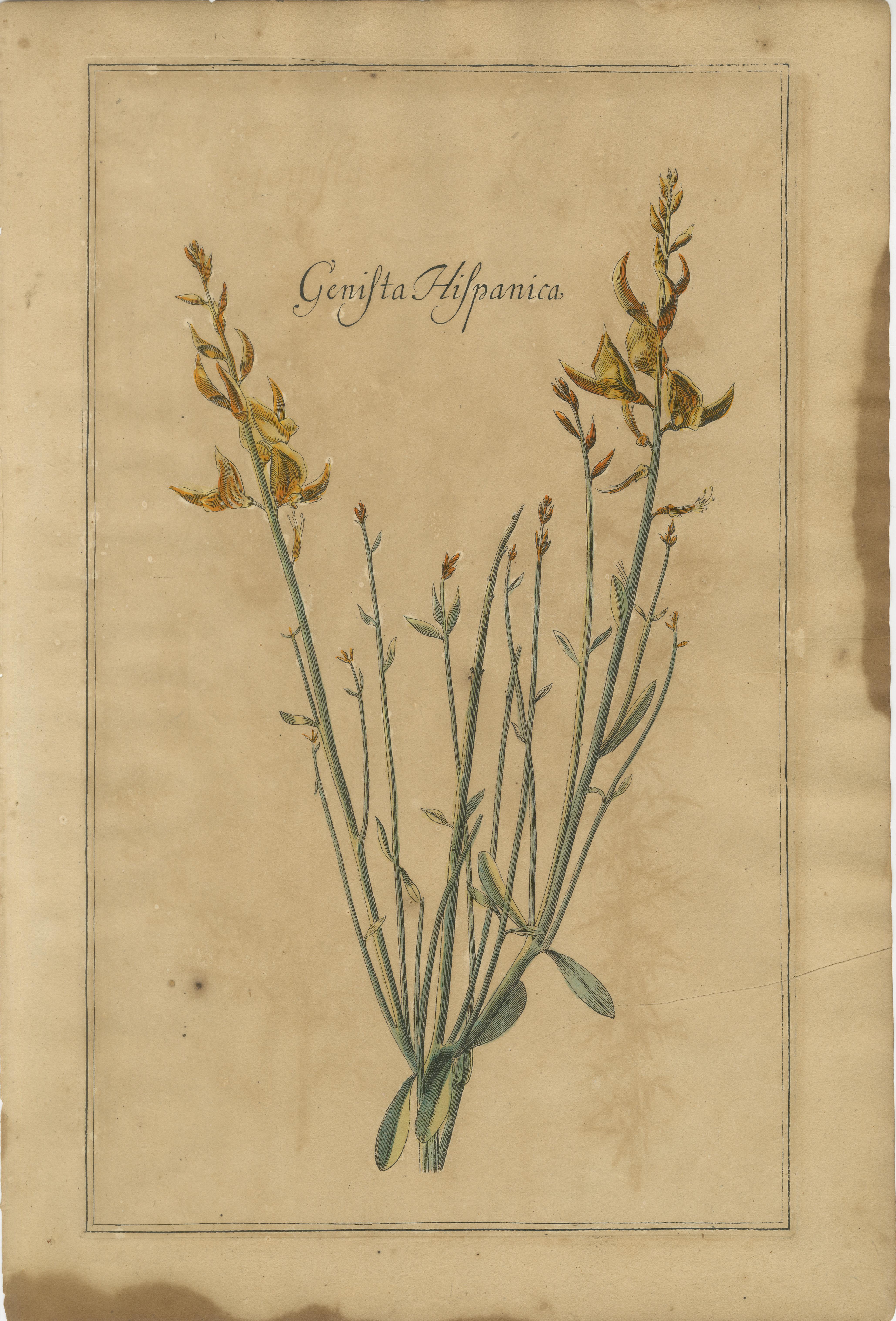 Gravé Ensemble décoratif de 3 estampes botaniques anciennes, fleurs sauvages de Leipzig 1690s en vente