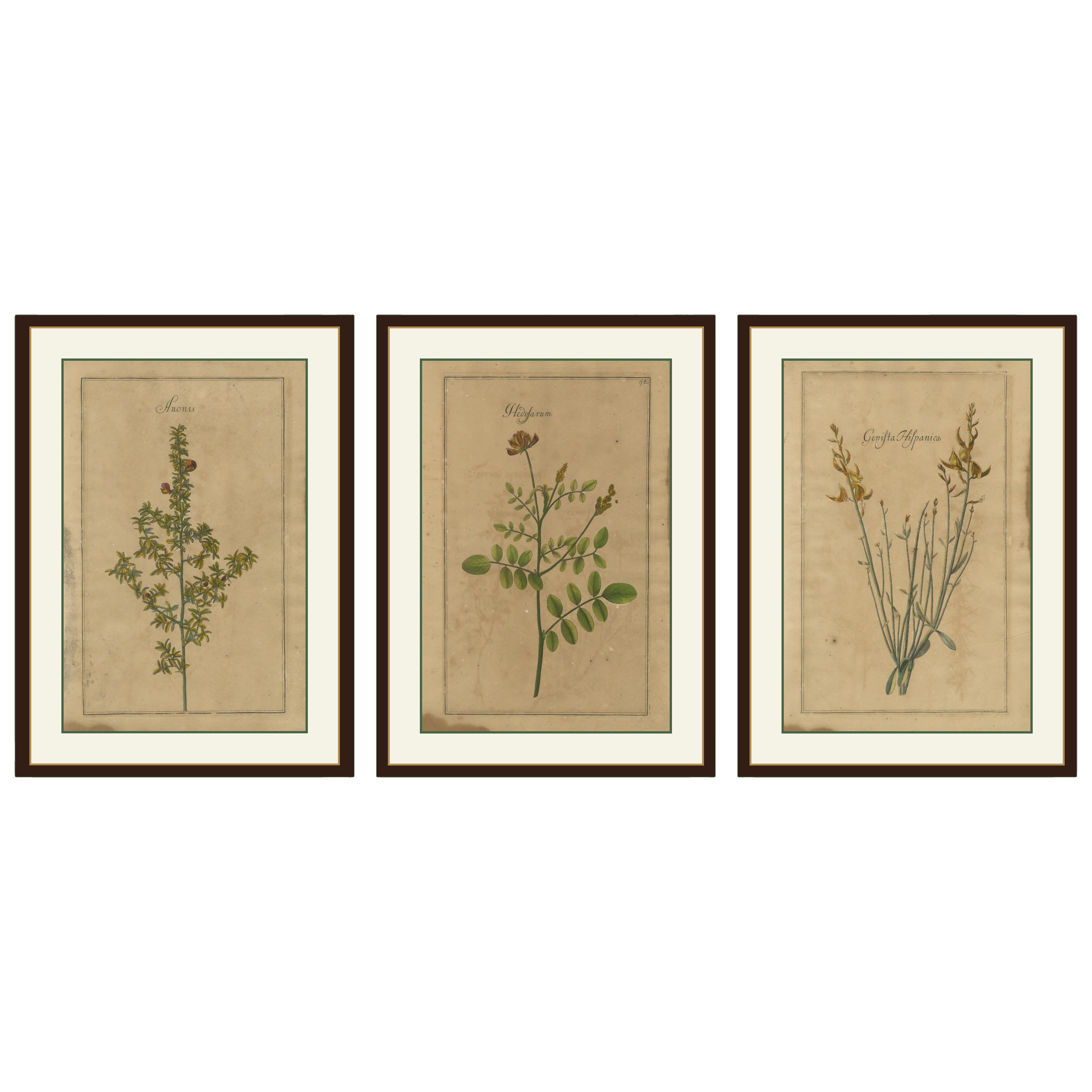 Set decorativo di 3 stampe botaniche antiche, fiori selvatici di Lipsia del 1690