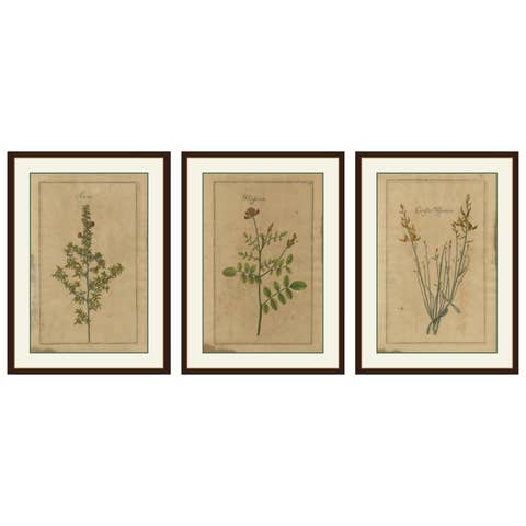 Decorative Set of 3 Antique Botanical Prints, Wildflowers of Leipzig 1690s