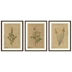 Set decorativo di 3 stampe botaniche antiche, fiori selvatici di Lipsia del 1690