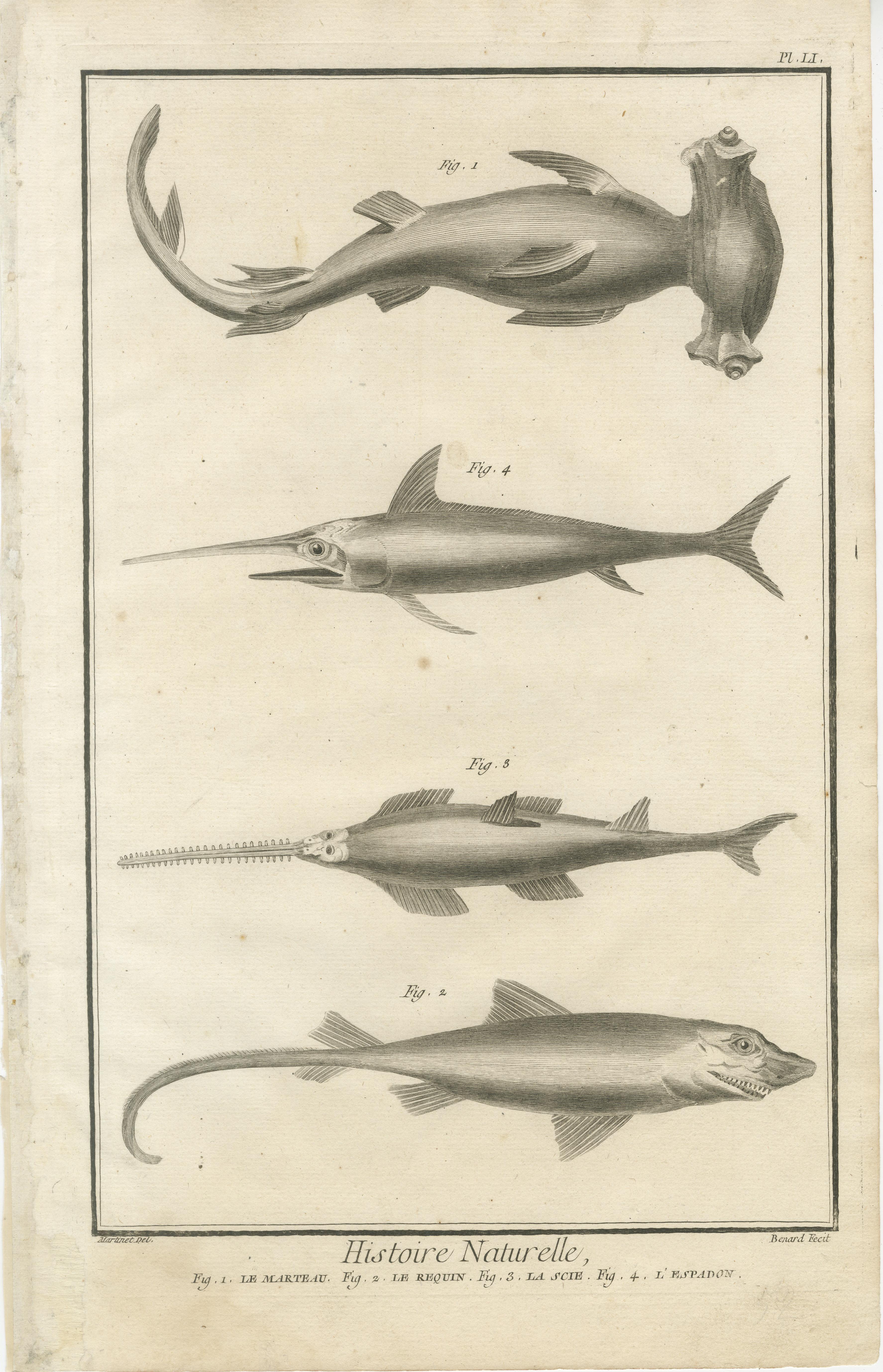 Ensemble de trois gravures de poissons tirées de l'Encyclopédie de Diderot et d'Alembert, vers 1770

Un ensemble frappant de trois gravures sur cuivre tirées de la monumentale 