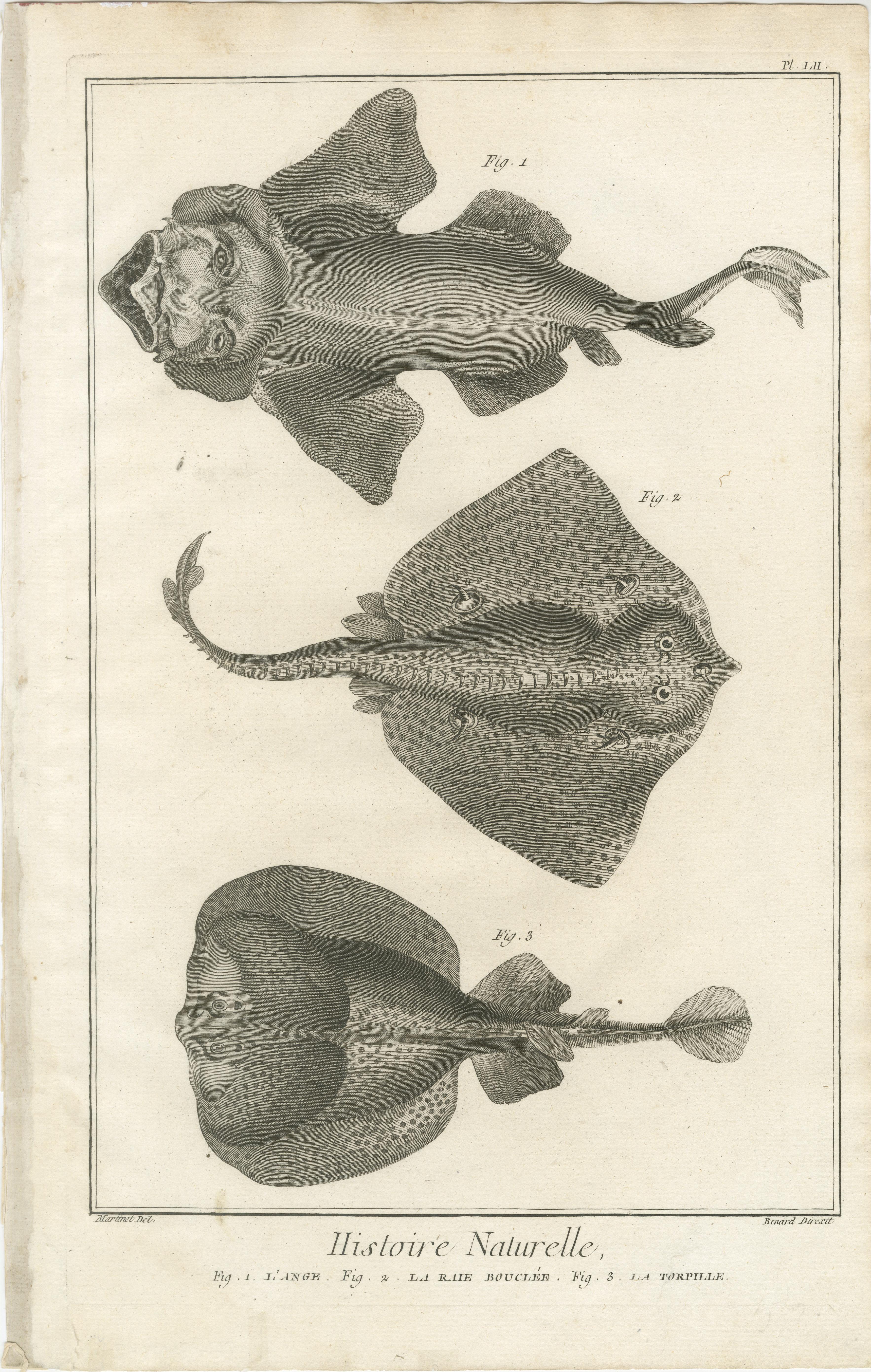 Français Ensemble décoratif de trois estampes de poisson anciennes - Estampes d'histoire ornementale, vers 1770 en vente