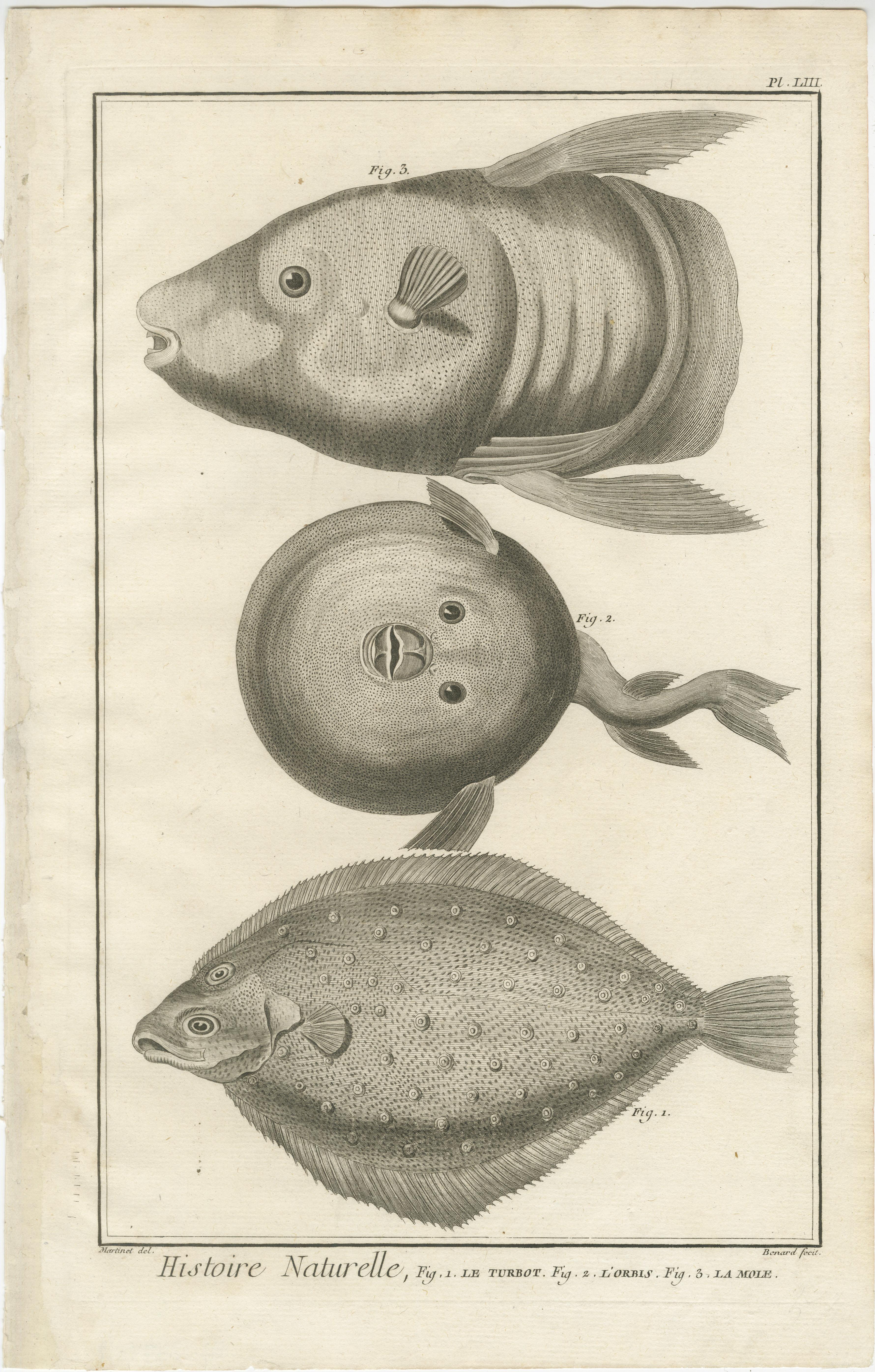 Gravé Ensemble décoratif de trois estampes de poisson anciennes - Estampes d'histoire ornementale, vers 1770 en vente