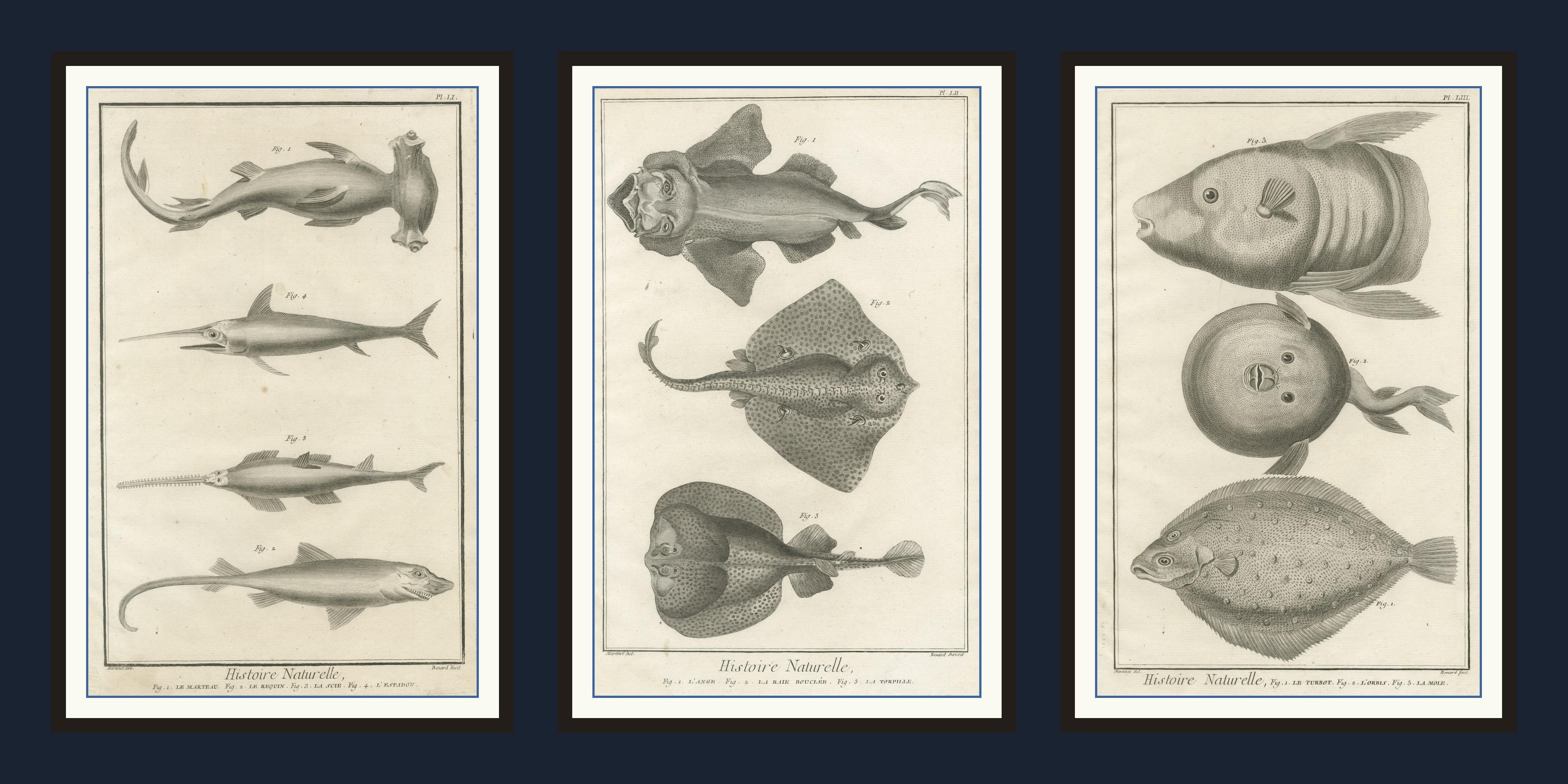 Ensemble décoratif de trois estampes de poisson anciennes - Estampes d'histoire ornementale, vers 1770 Bon état - En vente à Langweer, NL