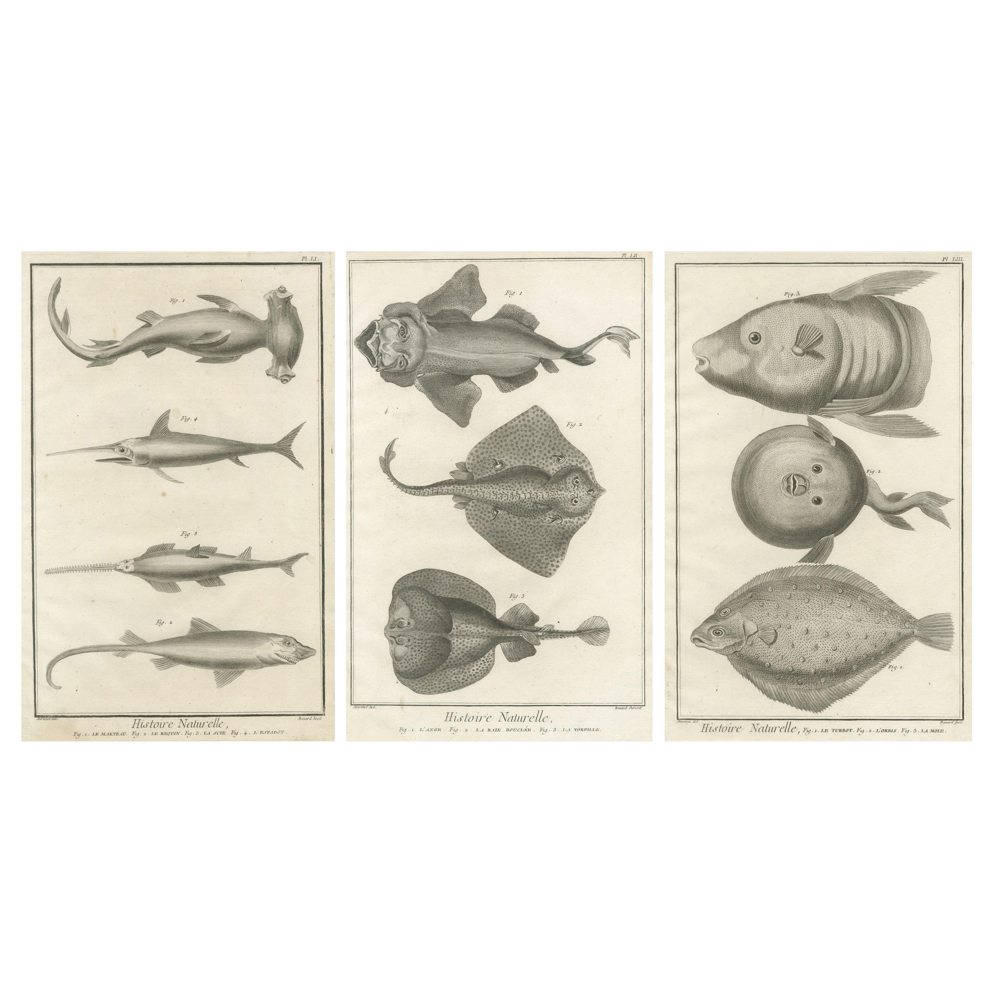 Dekorativer Satz von drei antiken Fischdrucken - Ornamentale Geschichtsdrucke, ca.1770