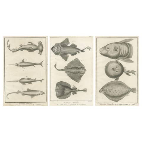 Decorative Set of Three Antique Fish Prints - Ornamental History Prints, ca.1770