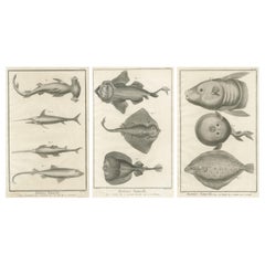 Decorative Set of Three Antique Fish Prints - Ornamental History Prints, ca.1770