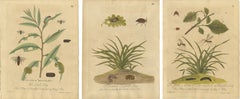 Decorative Set of Three Early Insect Engravings with Plants — Eleazar Albin 1720