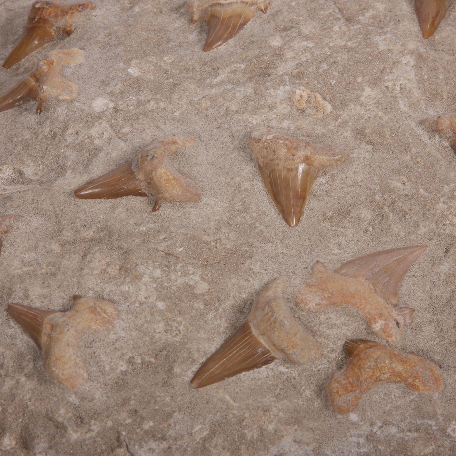 Decorative Shark Tooth Fossil in Matrix In Good Condition In London, GB