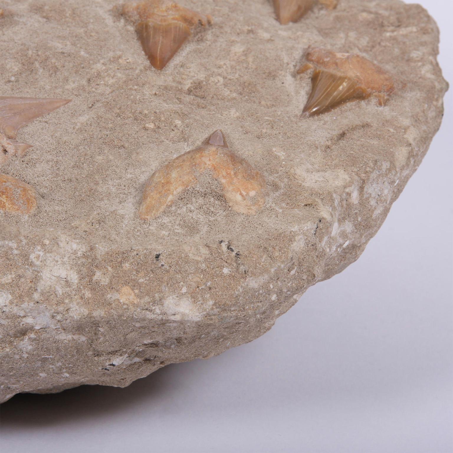 18th Century and Earlier Decorative Shark Tooth Fossil in Matrix