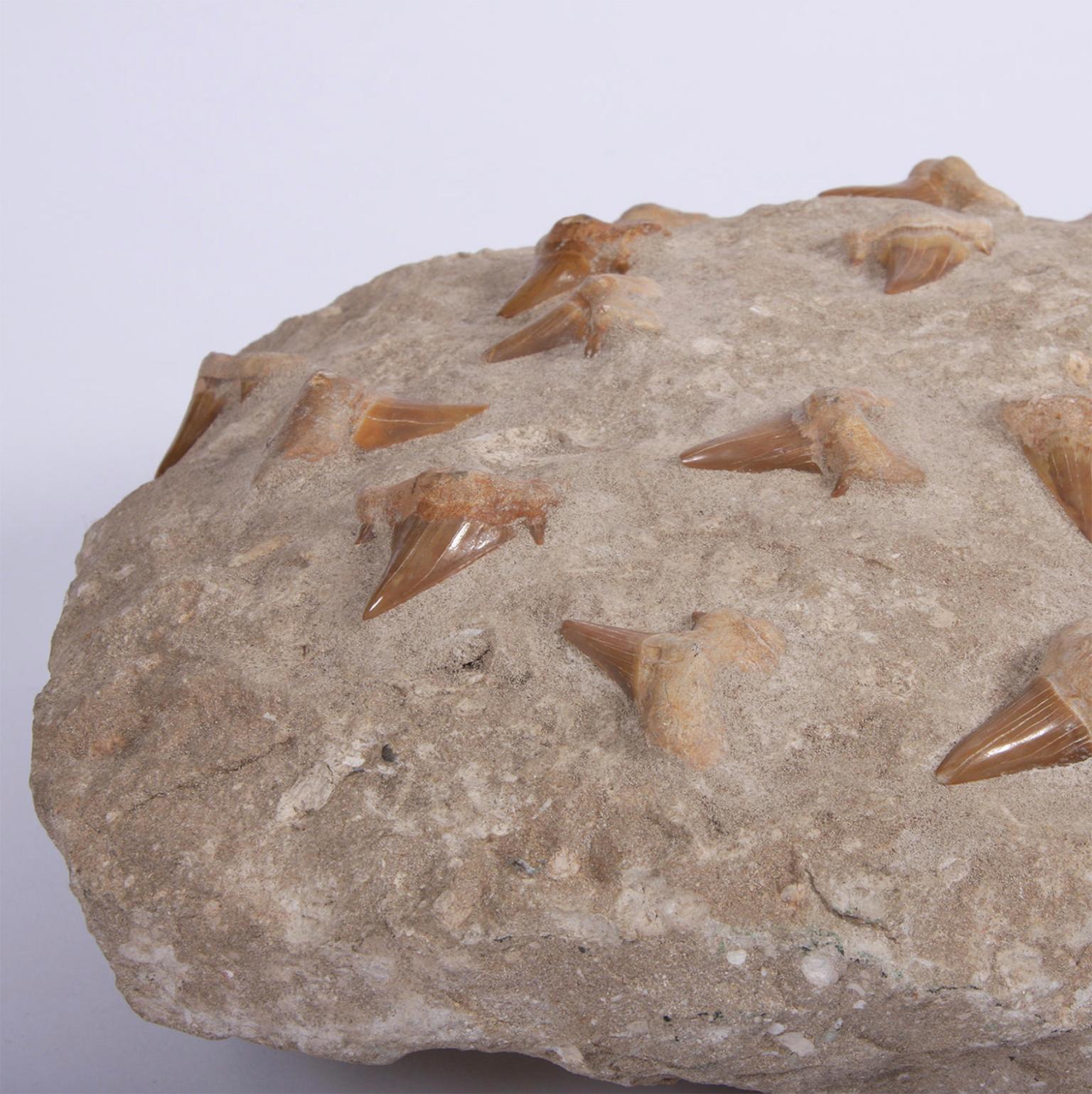 Other Decorative Shark Tooth Fossil in Matrix