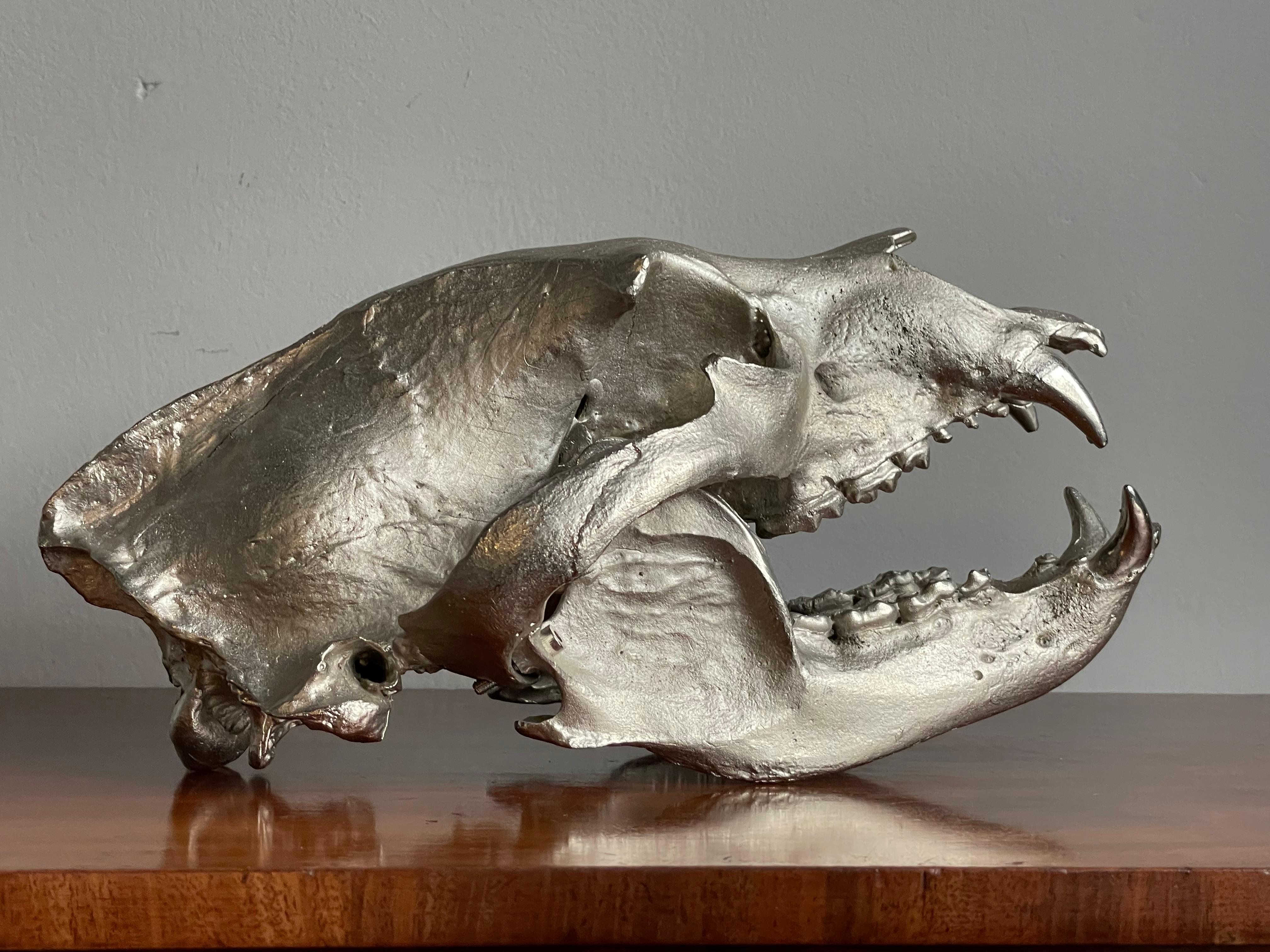 Escultura Calavera de Oso de Bronce Cromado Mate, Decorativa y de Alta Calidad 9