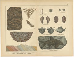 Decorative Vintage Fossil Prints – Triassic Plants, Reptiles, Fish, Geology 1880