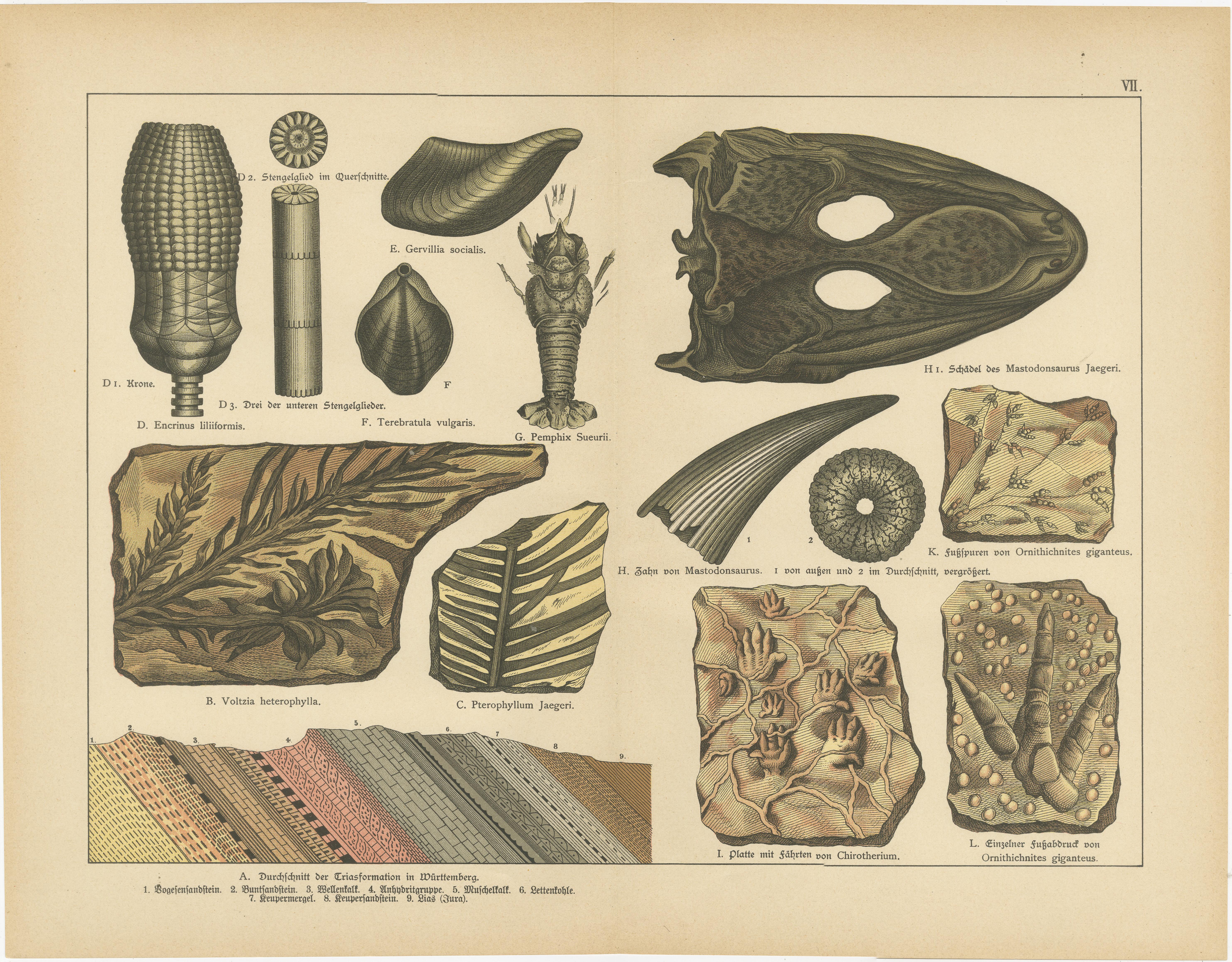 Tedesco Stampe decorative di fossili d'epoca - Piante triassiche, rettili, pesci, geologia 1880 in vendita