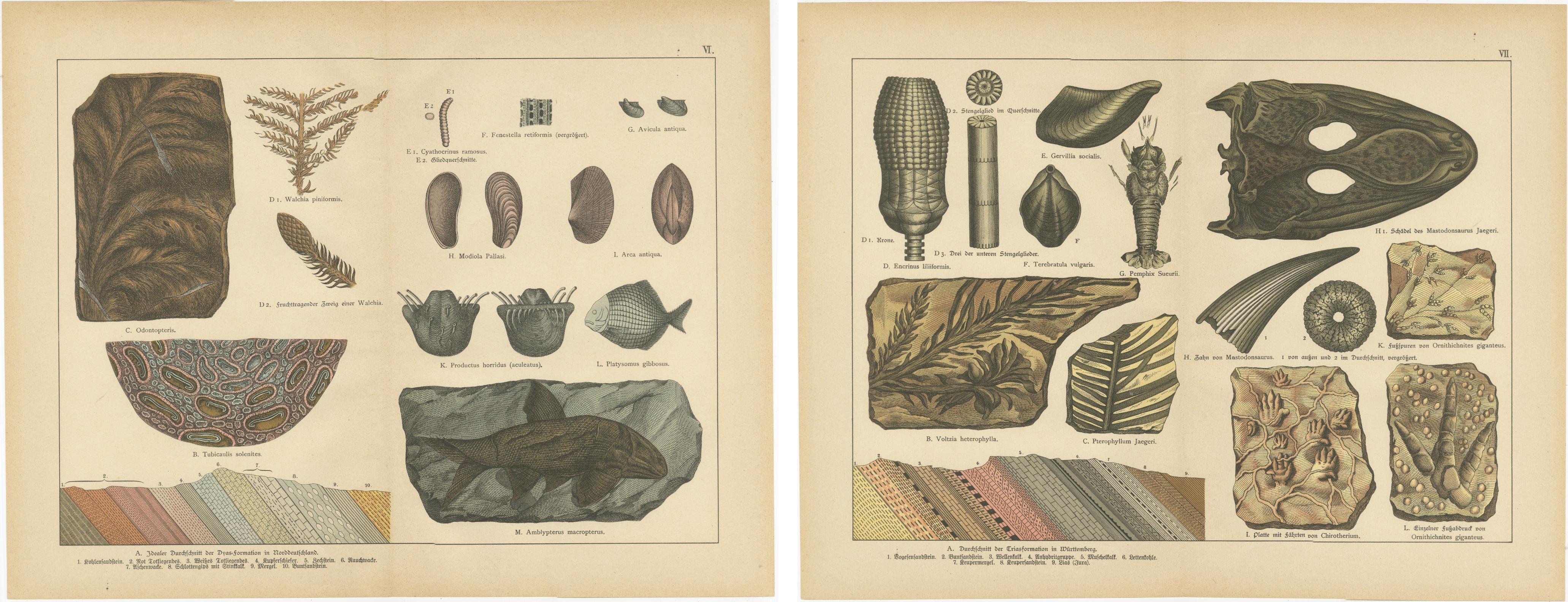 Stampe decorative di fossili d'epoca - Piante triassiche, rettili, pesci, geologia 1880 In condizioni buone in vendita a Langweer, NL