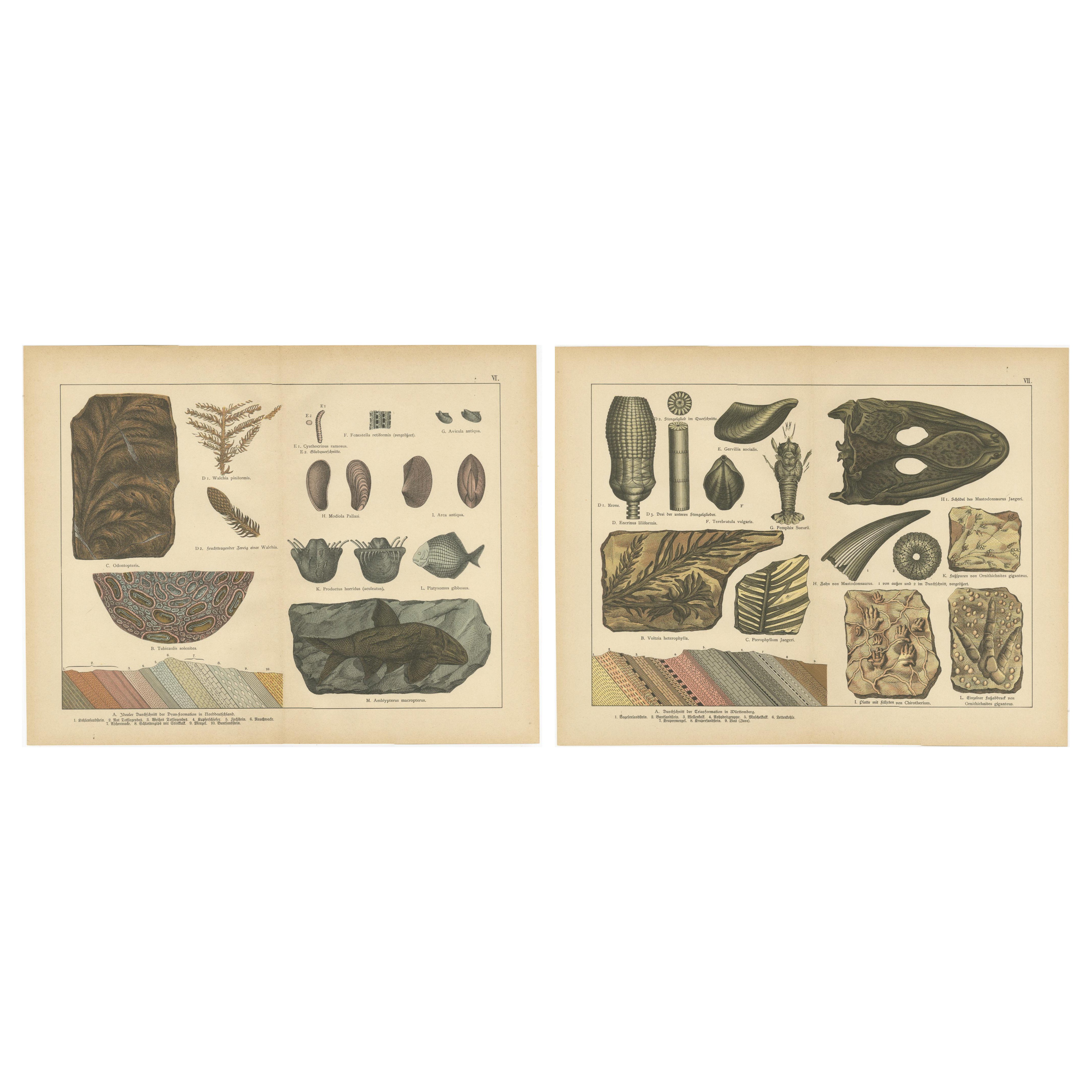 Stampe decorative di fossili d'epoca - Piante triassiche, rettili, pesci, geologia 1880