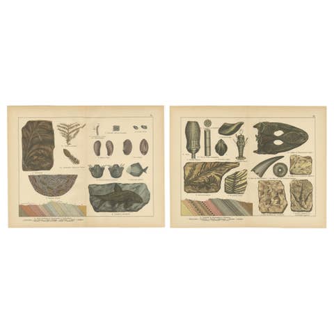 Decorative Vintage Fossil Prints – Triassic Plants, Reptiles, Fish, Geology 1880