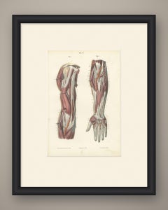 Nervi profondi del braccio e dell’avambraccio, antica stampa anatomica di Hirschfeld, 1866