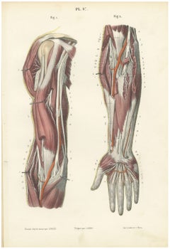 Nervi profondi del braccio e dell’avambraccio, antica stampa anatomica di Hirschfeld, 1866