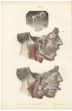 Deep Nerves of the Face and Parotid Region, Hirschfeld Anatomy Print, 1866