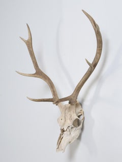 Deer Antler 8-Point Mount from Southern France c1960's