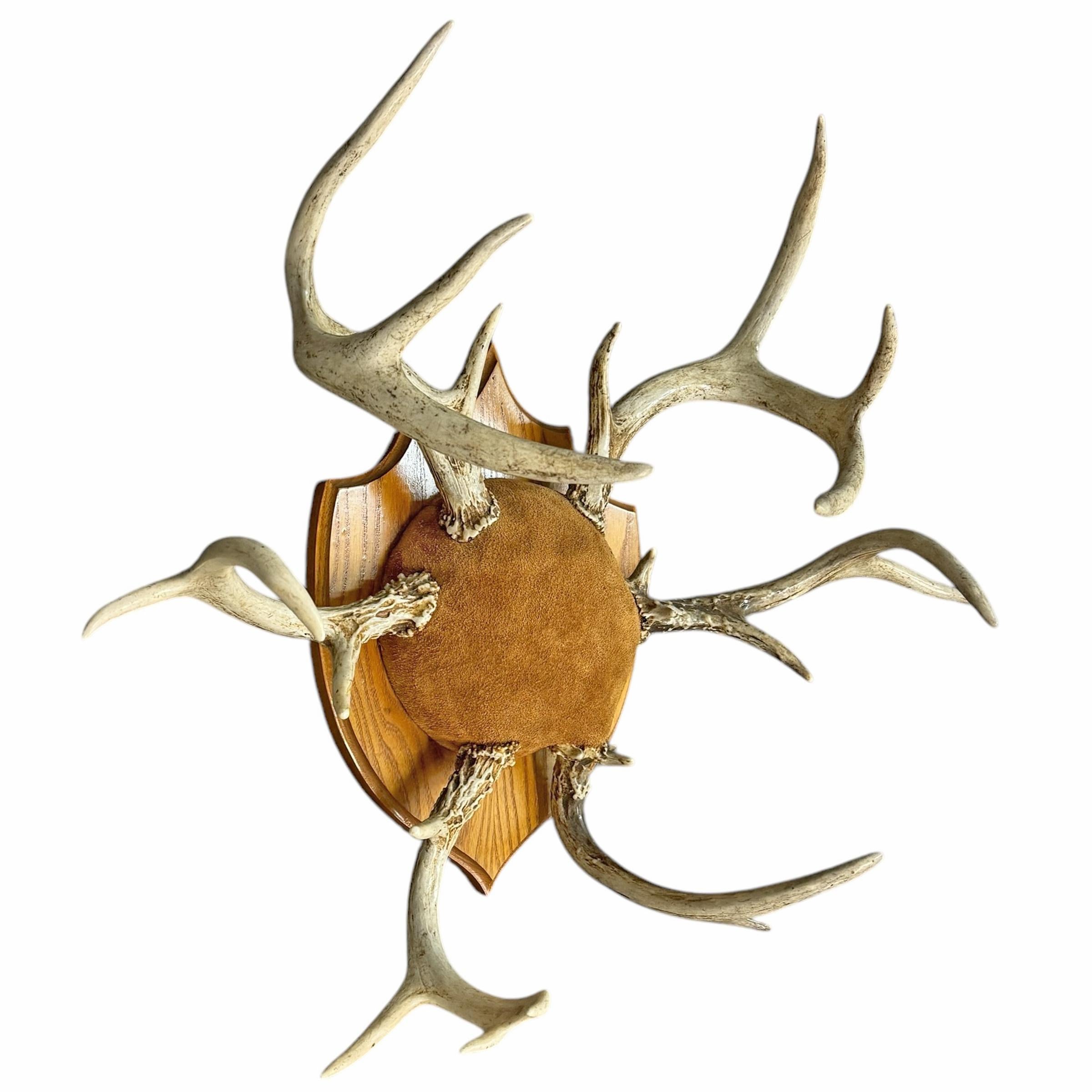 Rustic Deer Antler Hat and Coat Rack For Sale