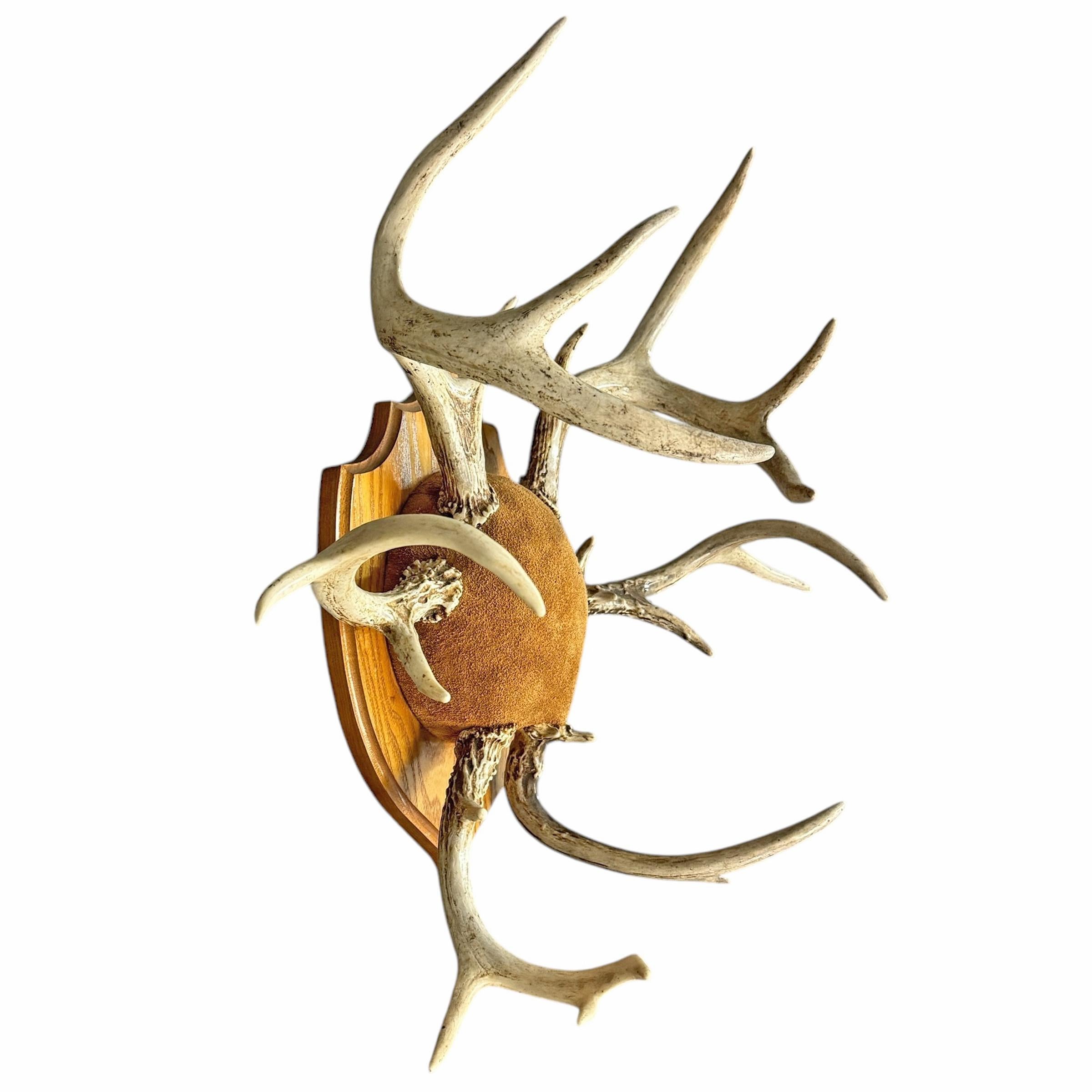 American Deer Antler Hat and Coat Rack For Sale