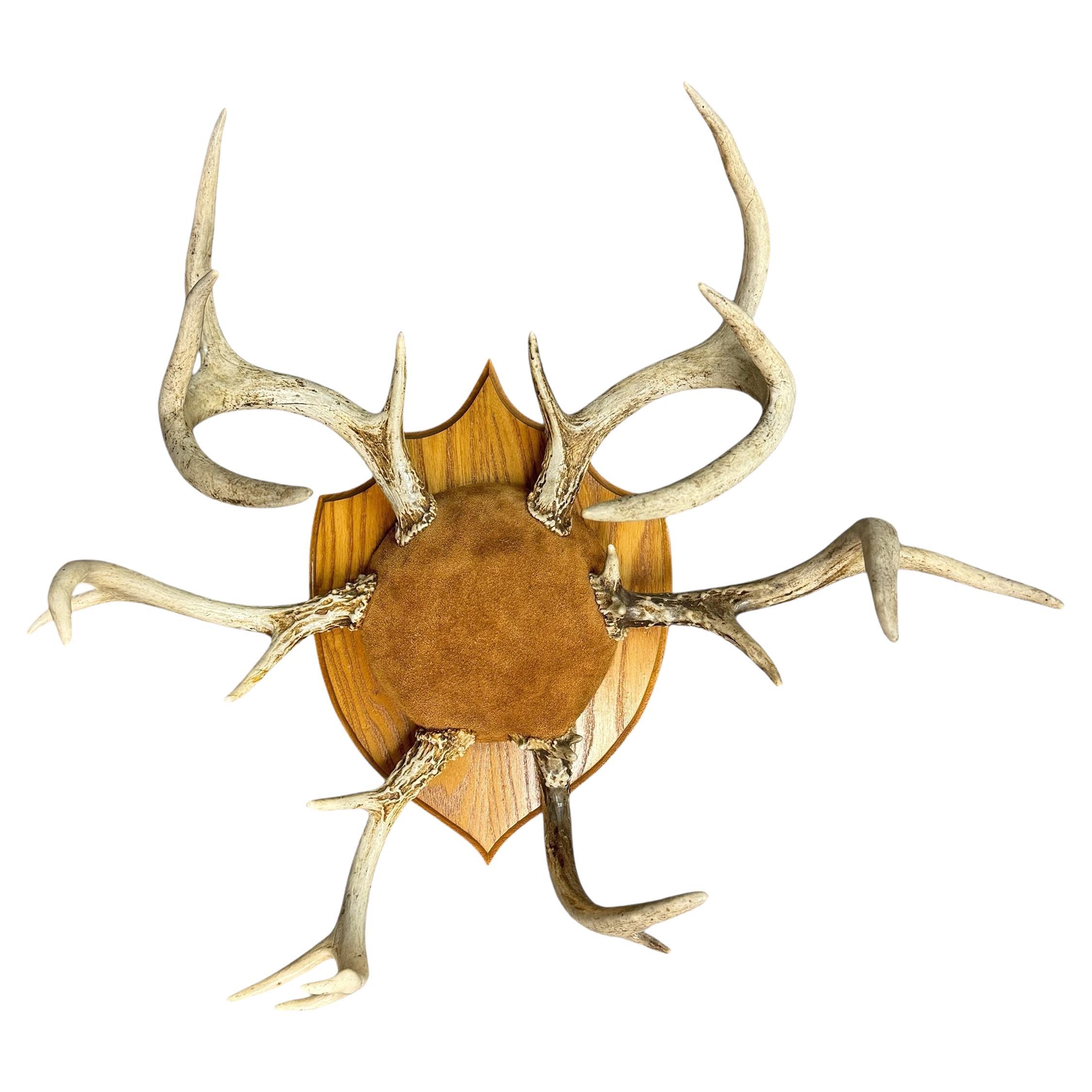 Porte-chapeaux et porte-manteaux en bois de cerf