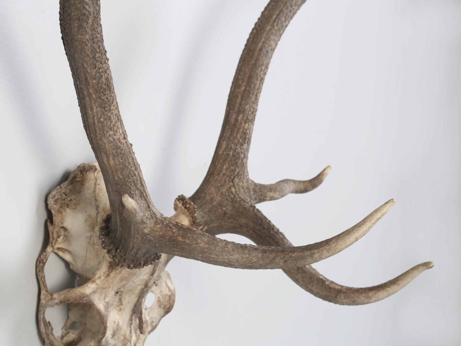 Deer Antler Mount from France For Sale 10