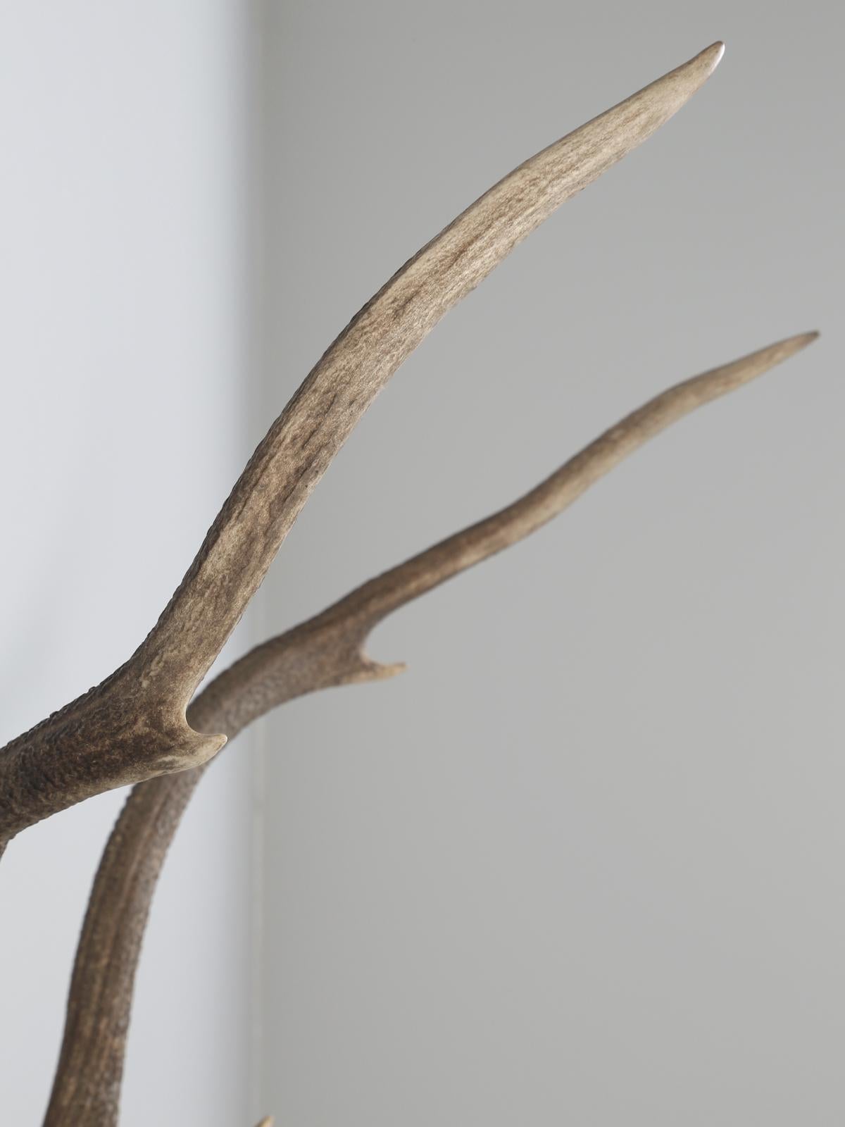 Deer Antler Mount from France For Sale 11