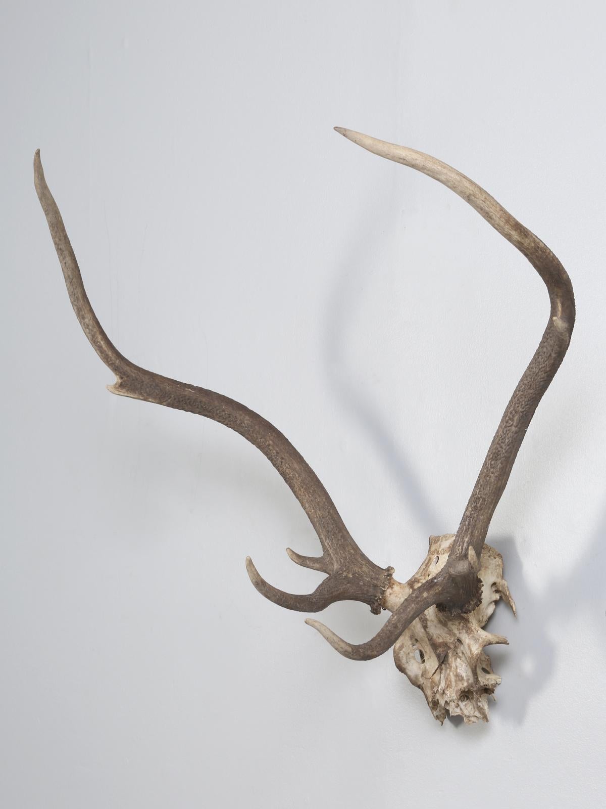 Deer Antler Mount from France probably from the 1960s.