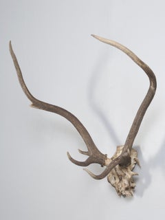 Deer Antler Mount from France