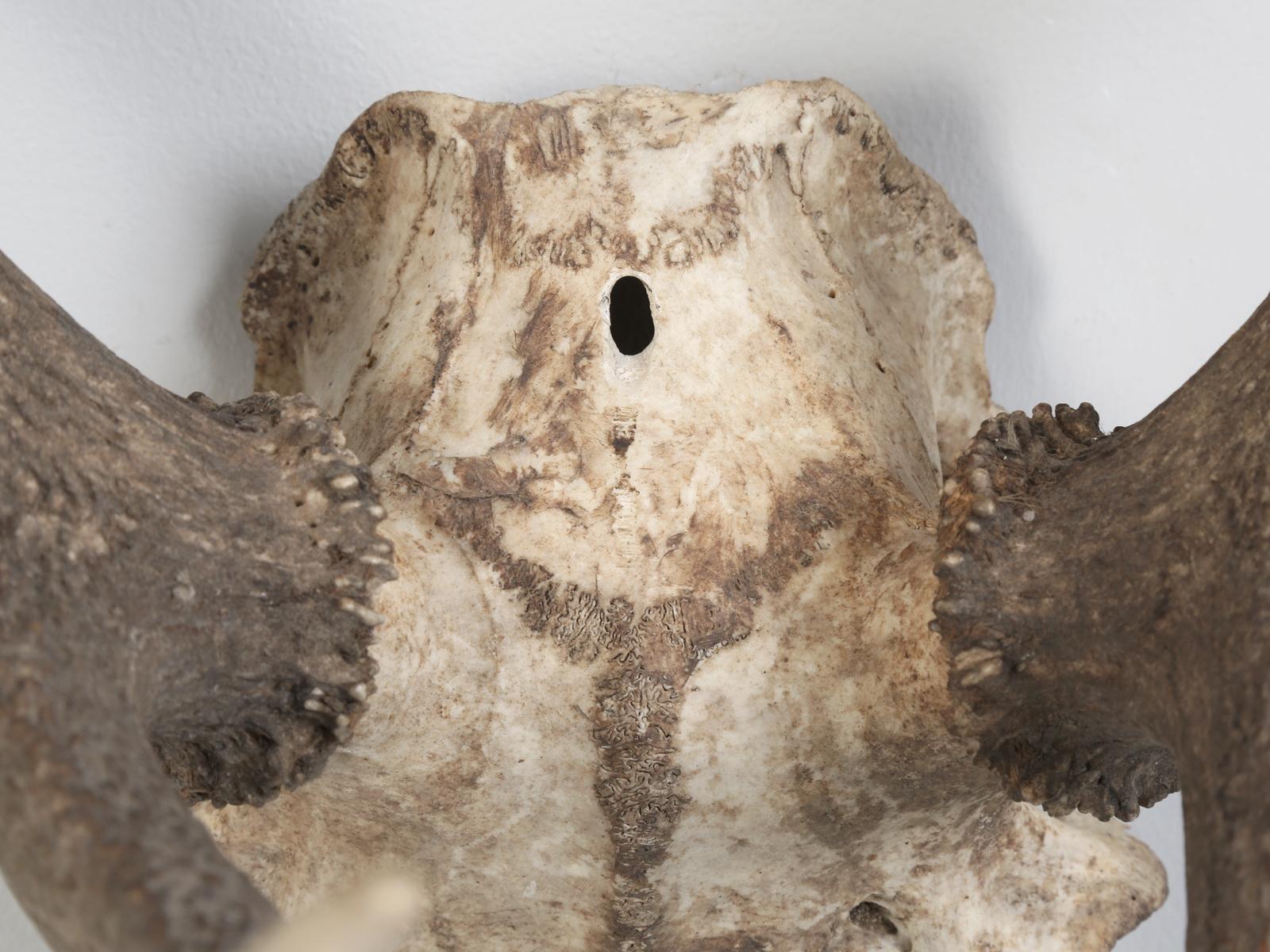 Mid-20th Century Deer Antler Mount from France For Sale