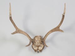 Deer Antler Mount from the North of France