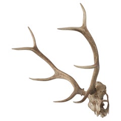 Deer Antler Mount from the North of France