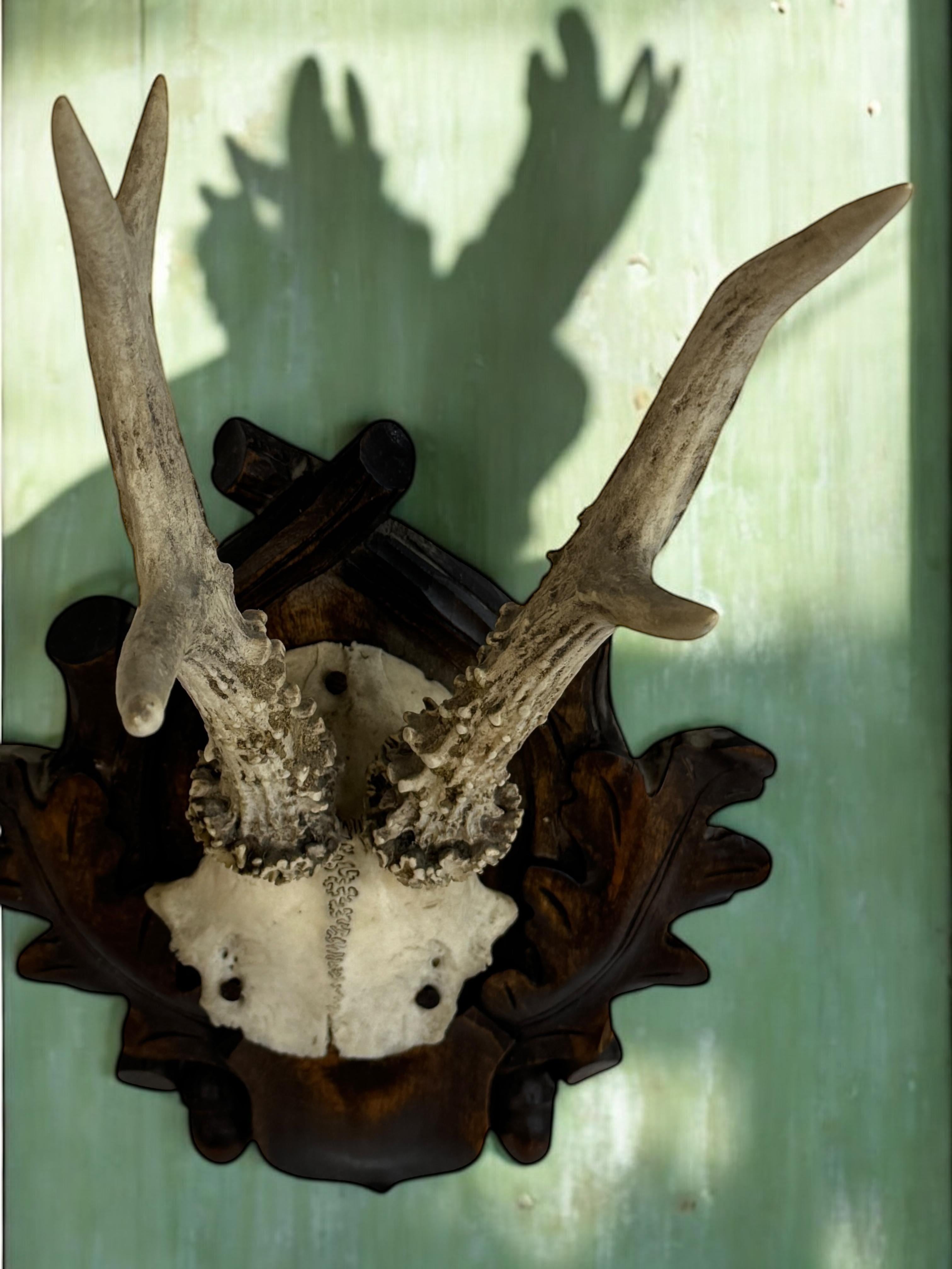 Hirschgeweih Mount Trophäe auf Black Forest geschnitzt Wood Plaque Österreichische Volkskunst im Angebot 5
