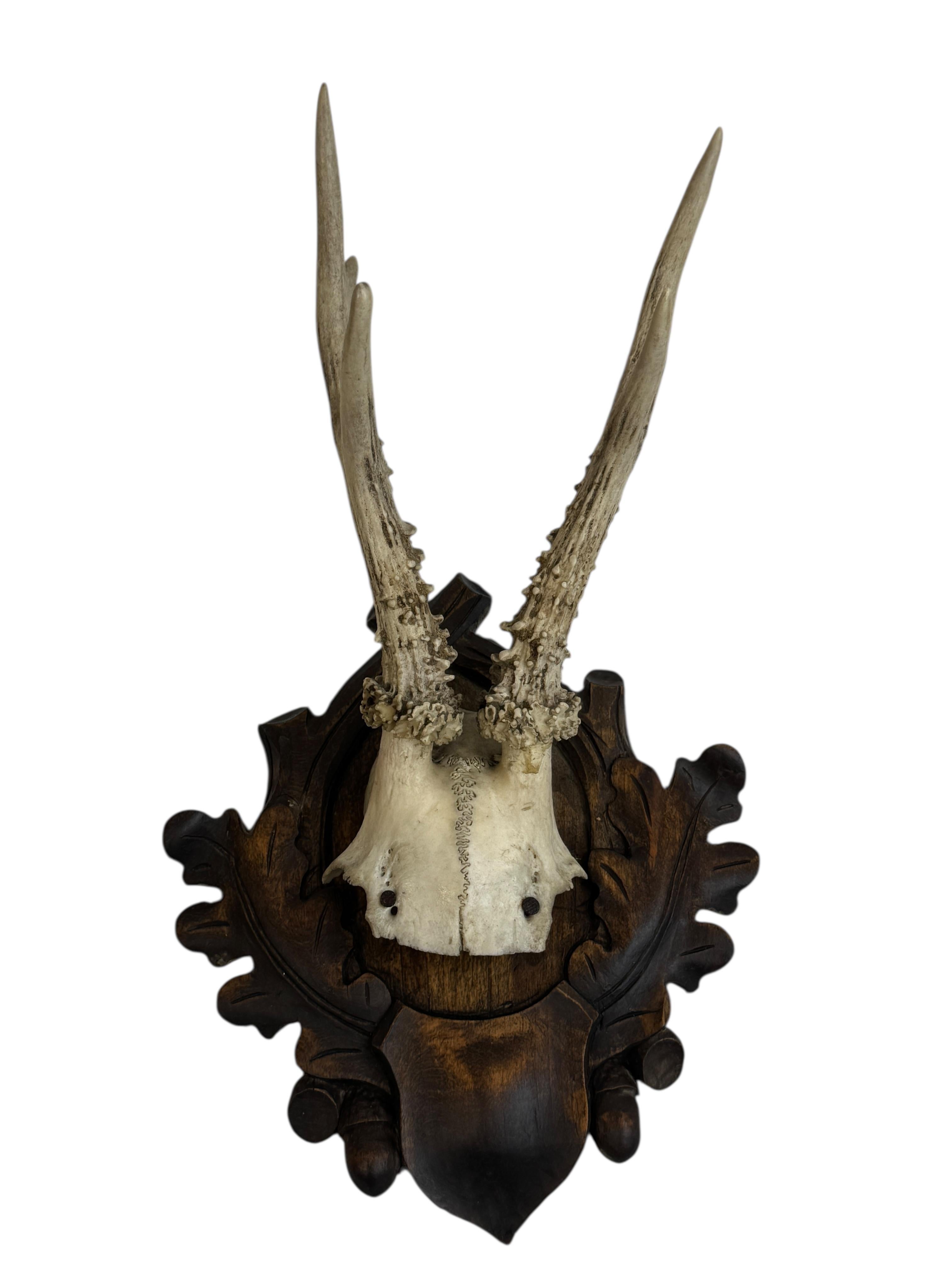 Hirschgeweih Mount Trophäe auf Black Forest geschnitzt Wood Plaque Österreichische Volkskunst (Geweih) im Angebot