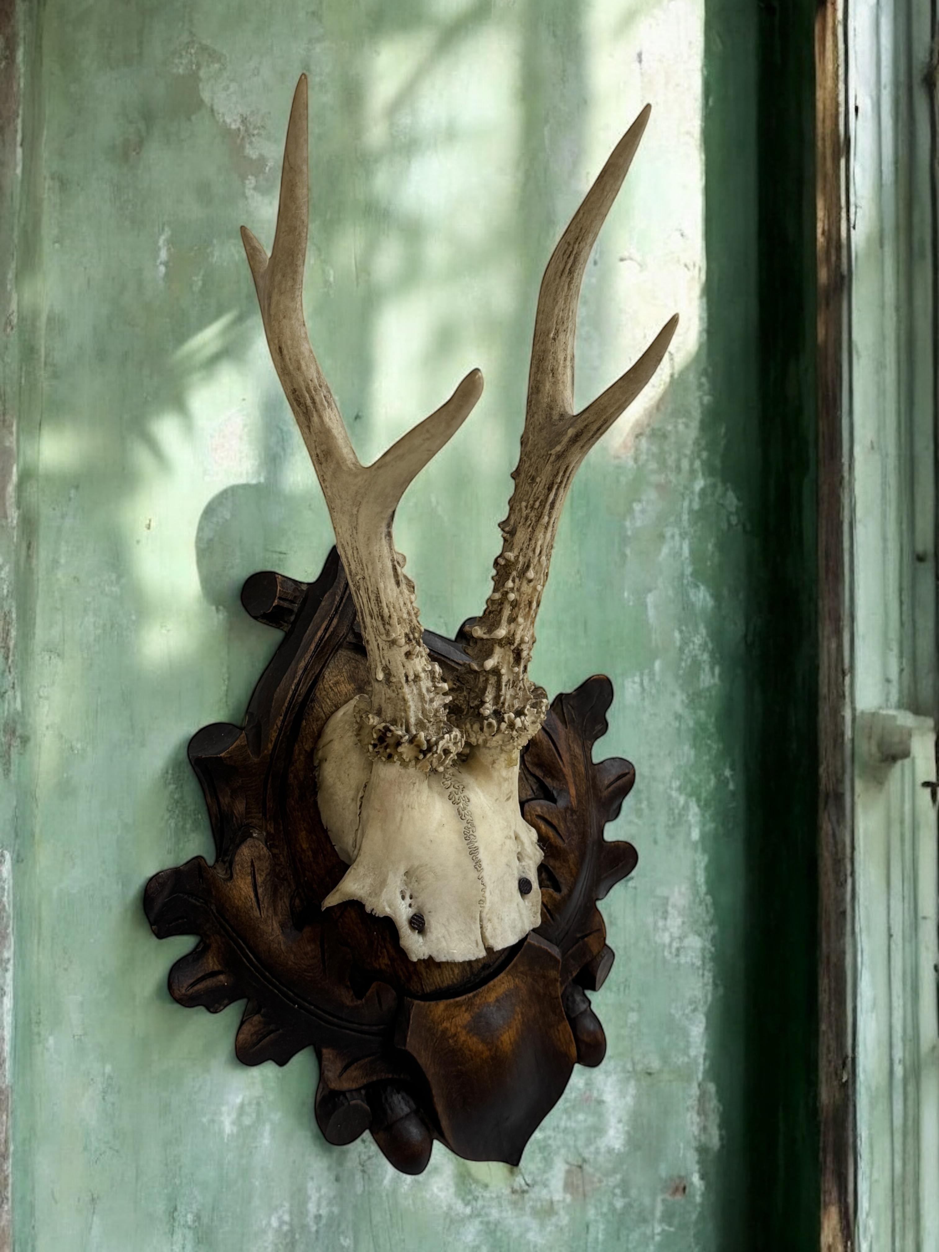 Hirschgeweih Mount Trophäe auf Black Forest geschnitzt Wood Plaque Österreichische Volkskunst im Angebot 2