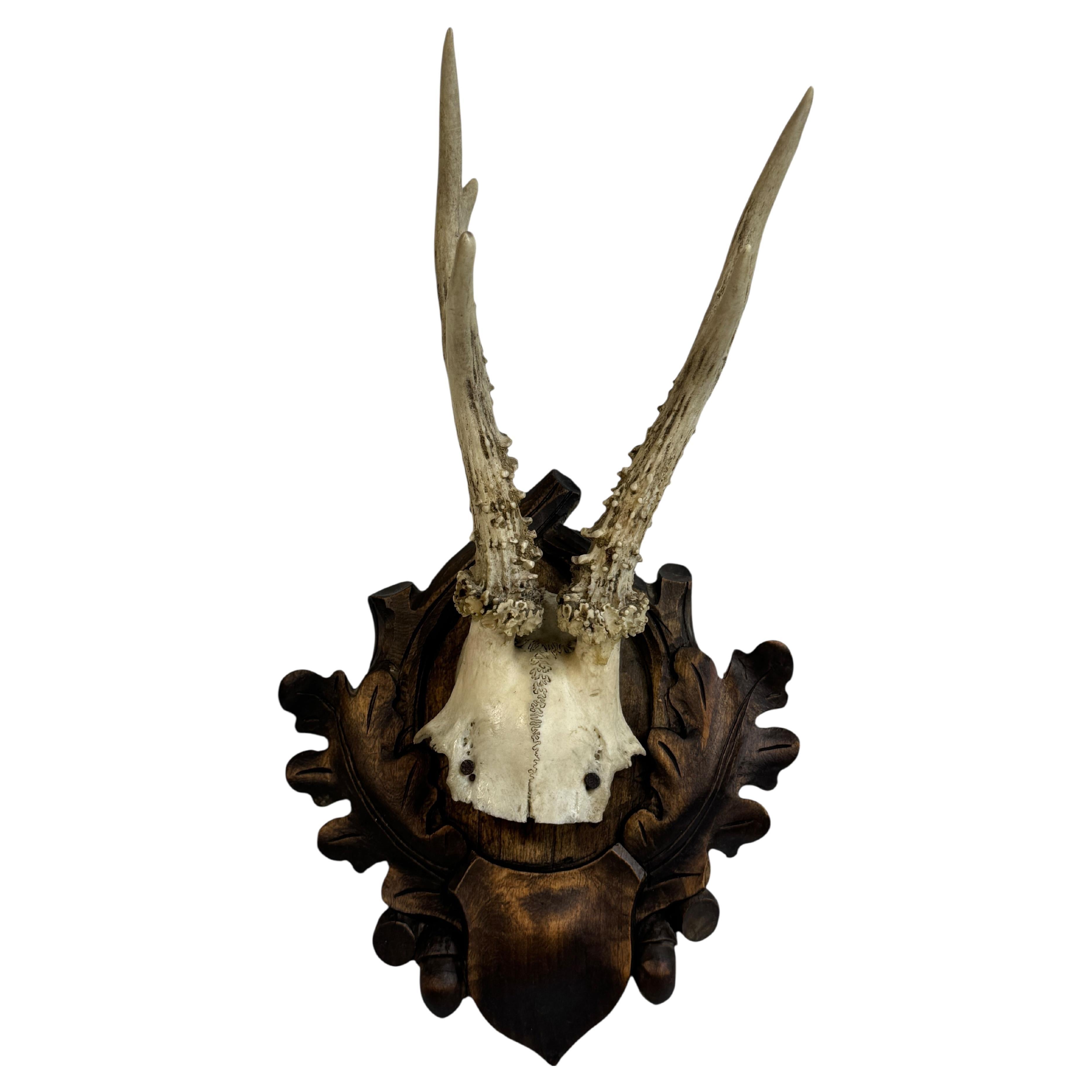 Trofeo de asta de ciervo montado en placa de madera tallada de la Selva Negra Arte popular austriaco