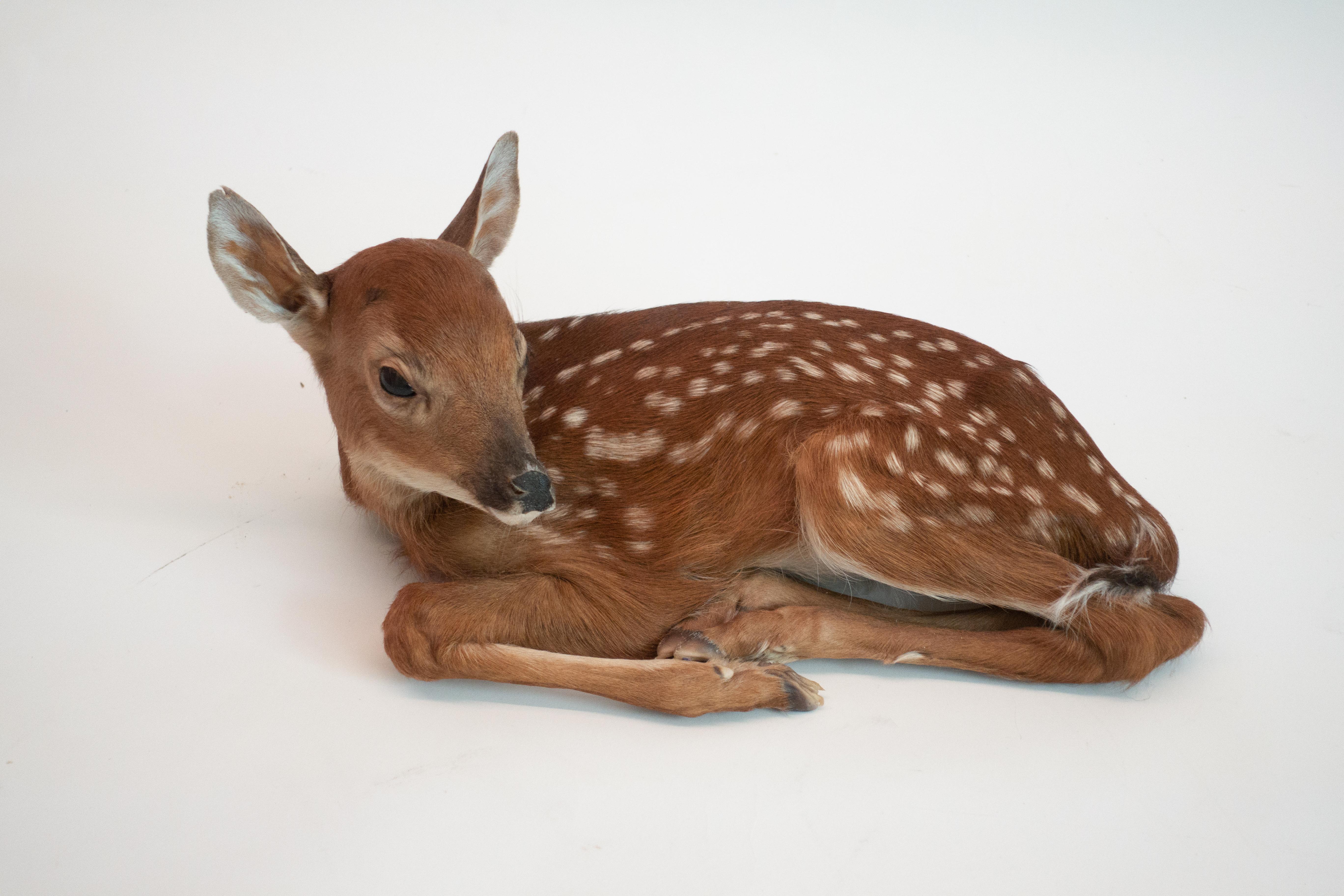 Doe a deer fawn is a must have for under any holiday tree, actually it's a charming piece for any time of the year. Place it under your tree, by the fireplace, or in a bookshelf in your library.