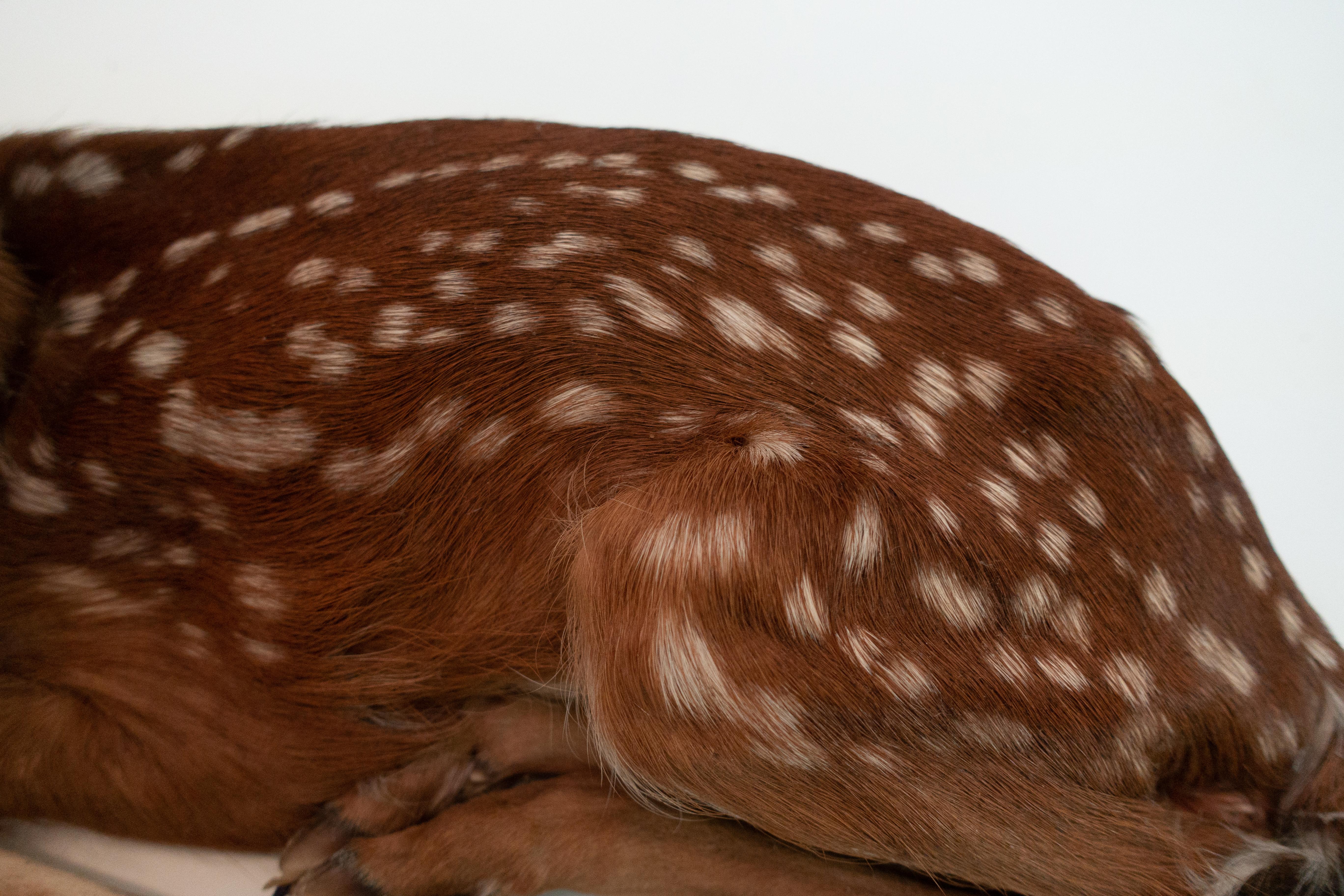 taxidermy fawn for sale
