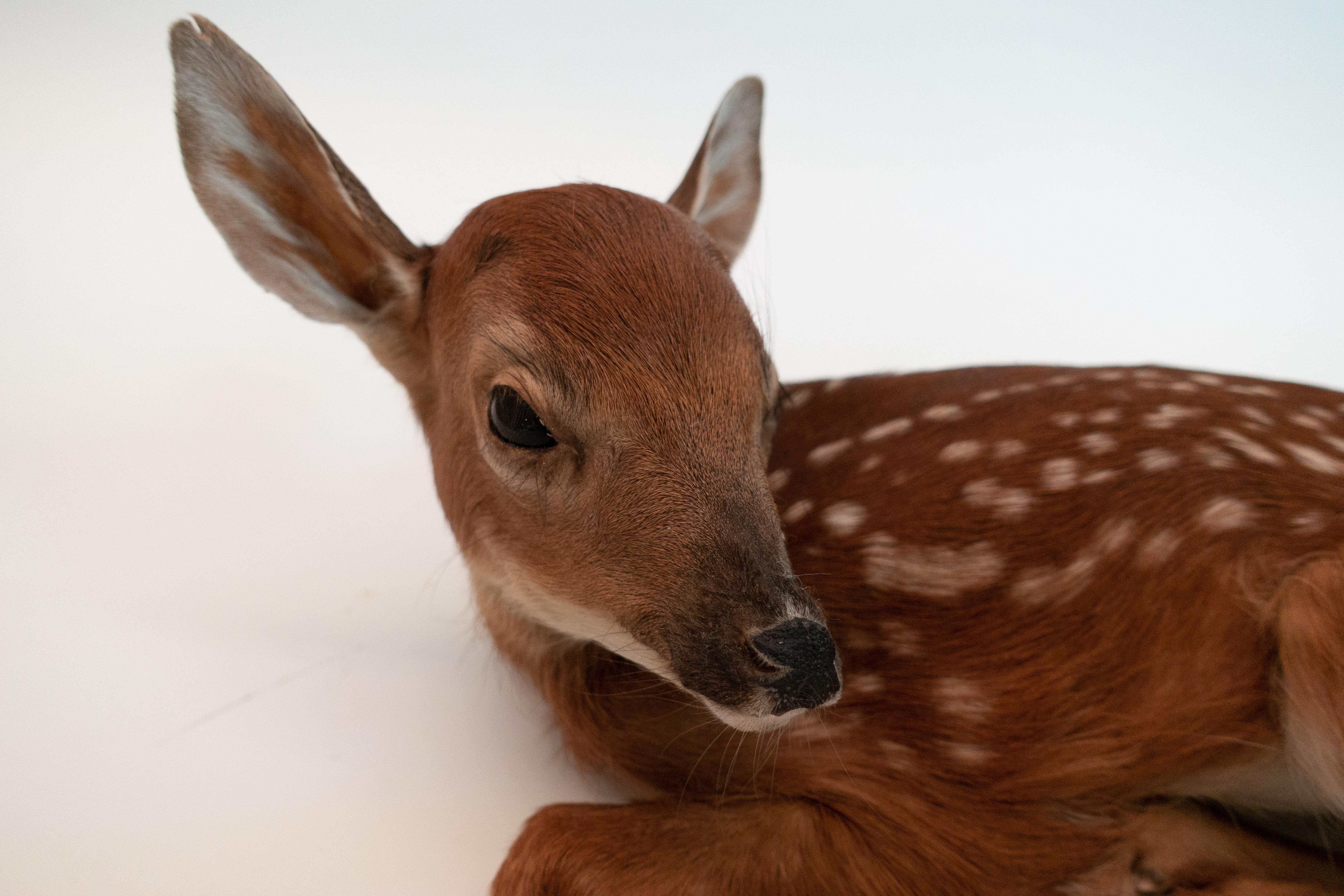 baby deer taxidermy