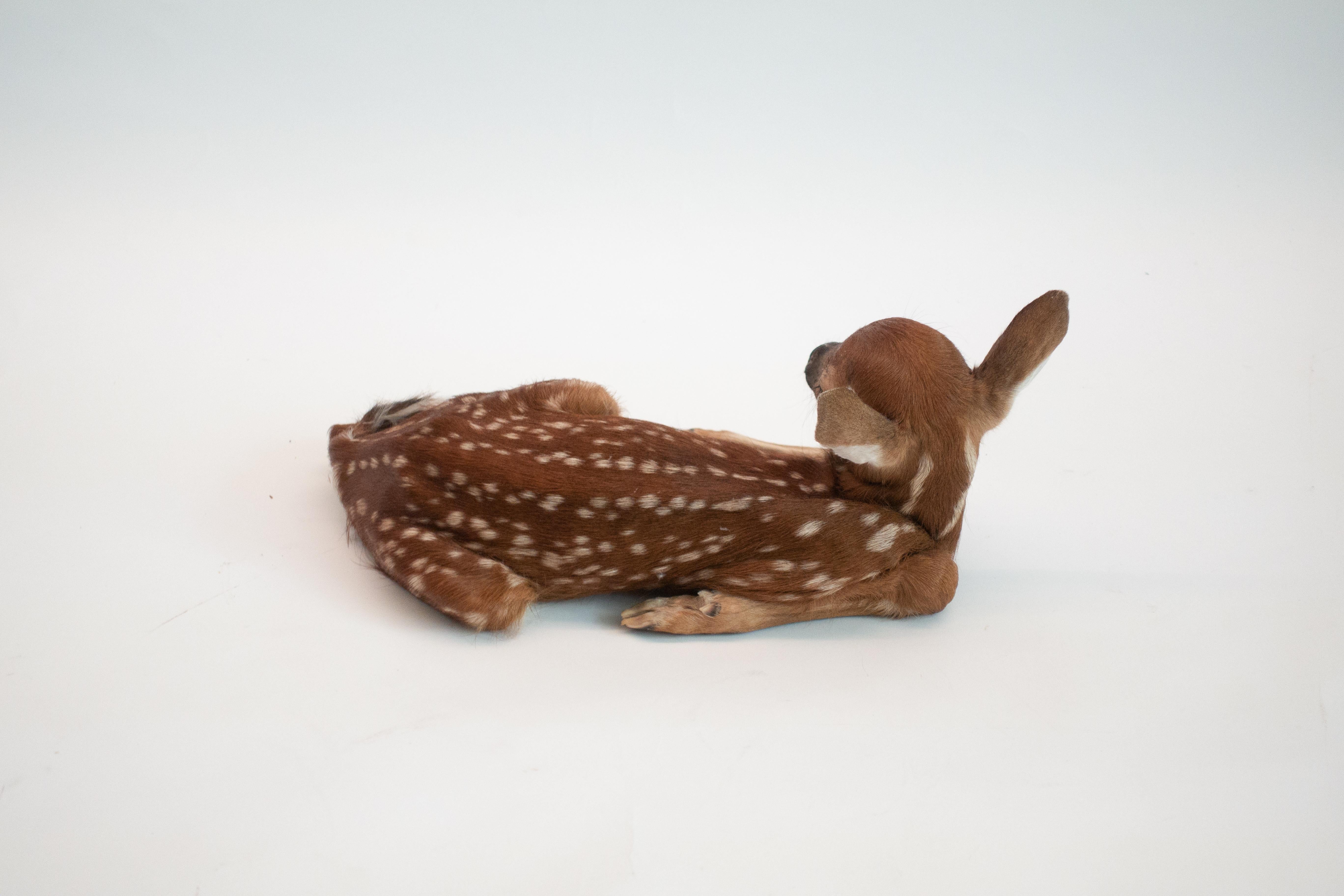 fawn mount