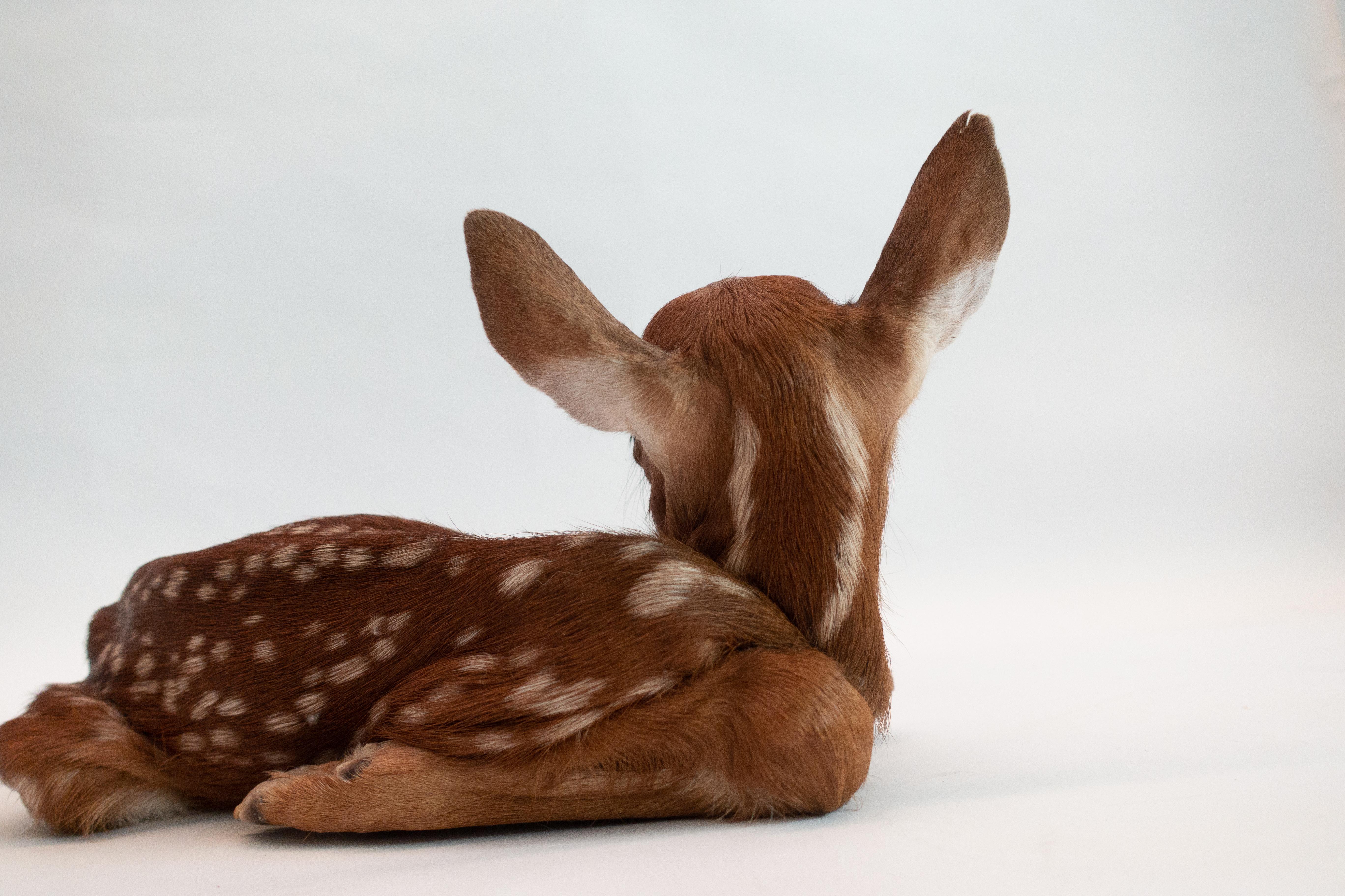 Victorian Deer Fawn Taxidermy