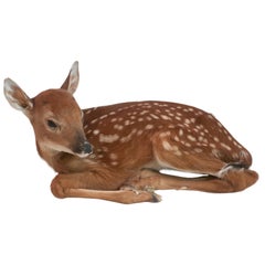 Deer Fawn Taxidermy