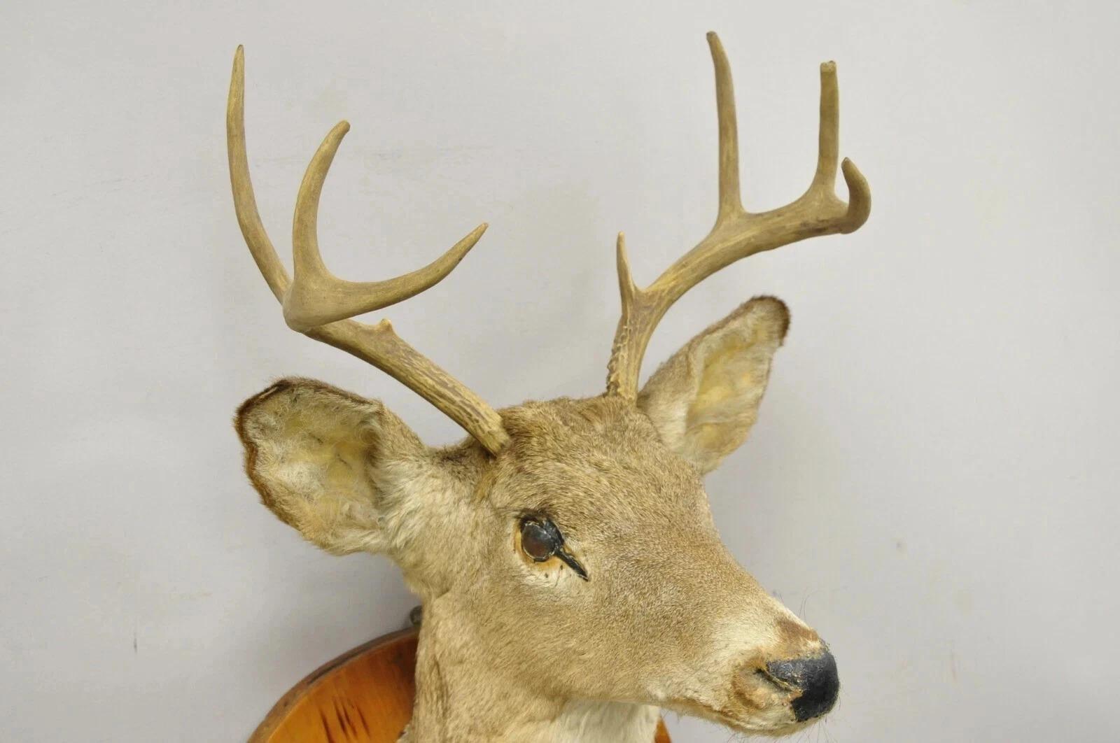 Deer Head Taxidermy Mount 8 Point Pine Board with Gun Rack and Hall Mirror en vente 4