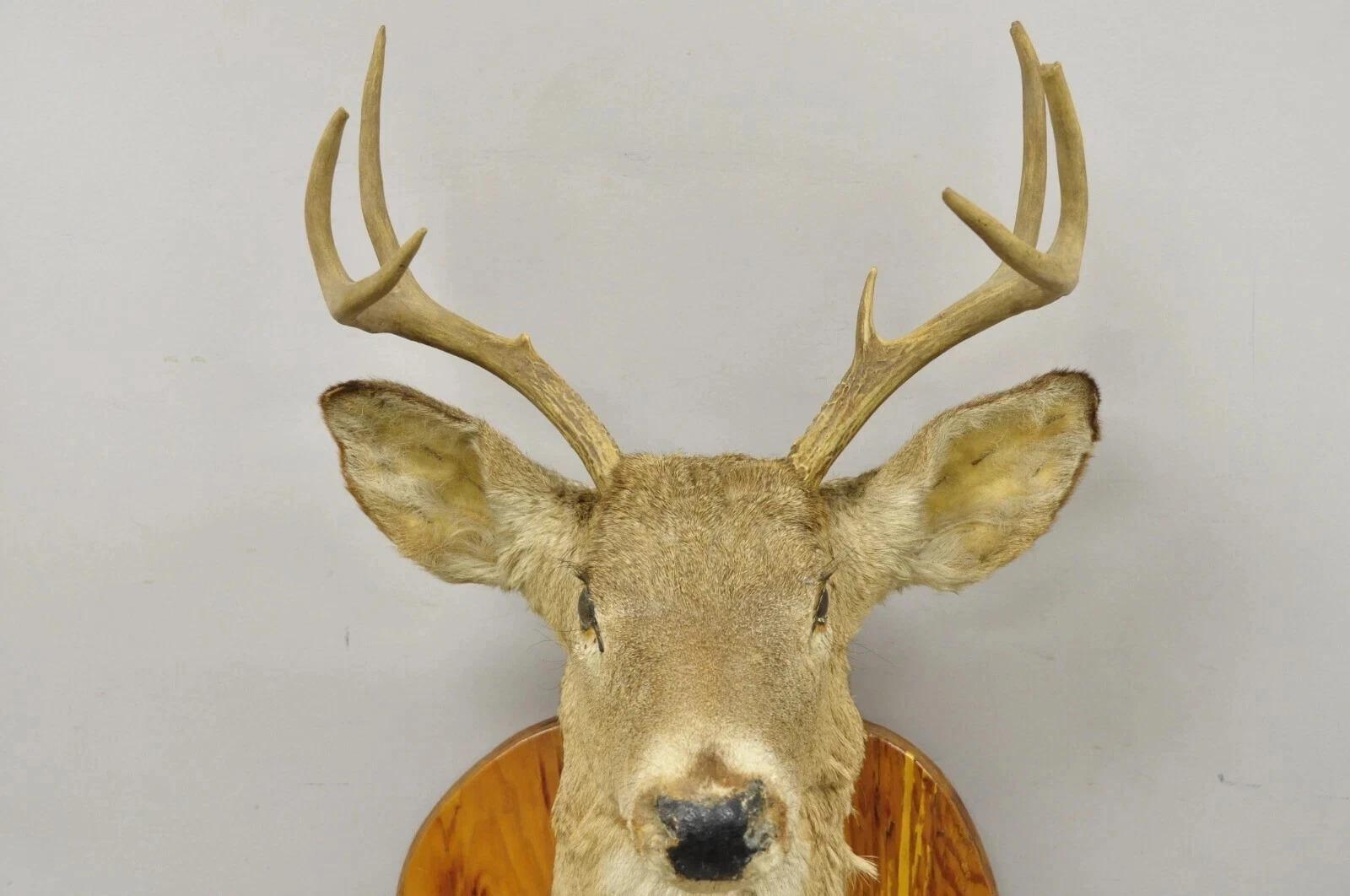 Sporting Art Deer Head Taxidermy Mount 8 Point Pine Board with Gun Rack and Hall Mirror en vente