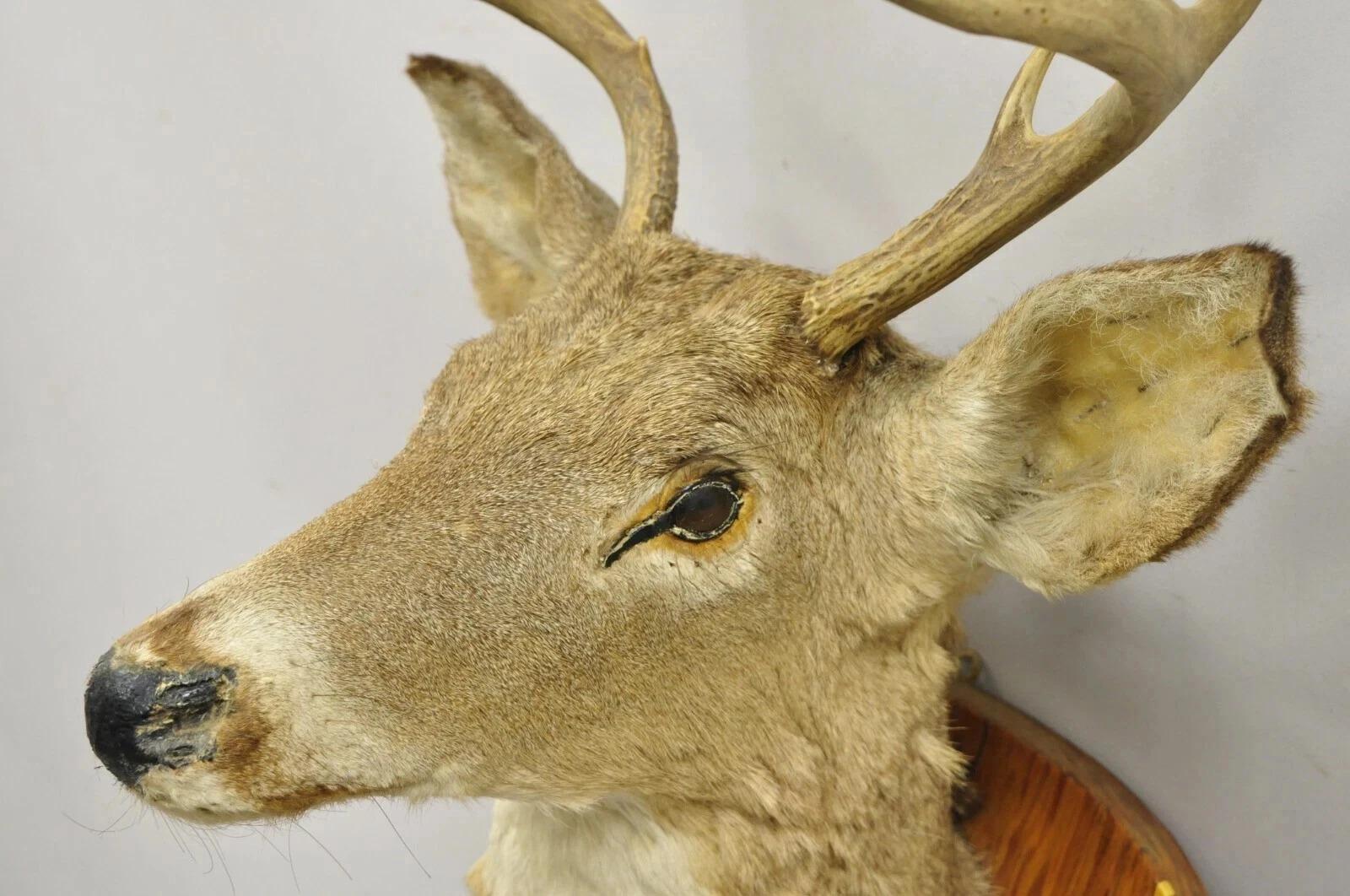 20ième siècle Deer Head Taxidermy Mount 8 Point Pine Board with Gun Rack and Hall Mirror en vente