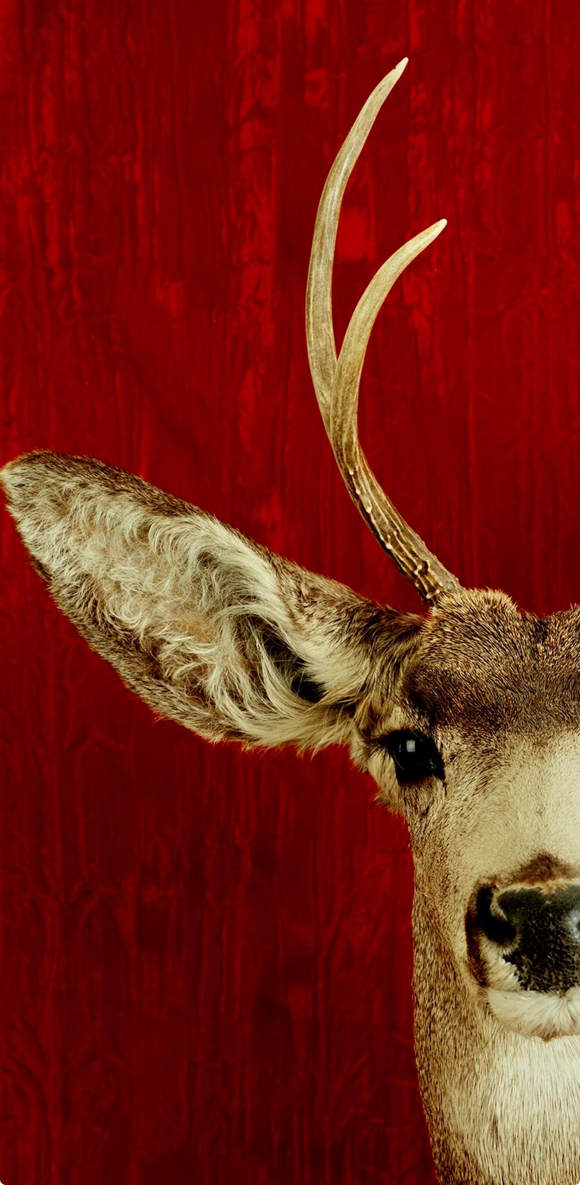 This hauntingly beautiful image by Santa Fe artist, Tasha Ostrander, was photographed against a background on red crushed velvet. The definition of its features is remarkable. It truly can fit any environment from rustic to starkly contemporary.