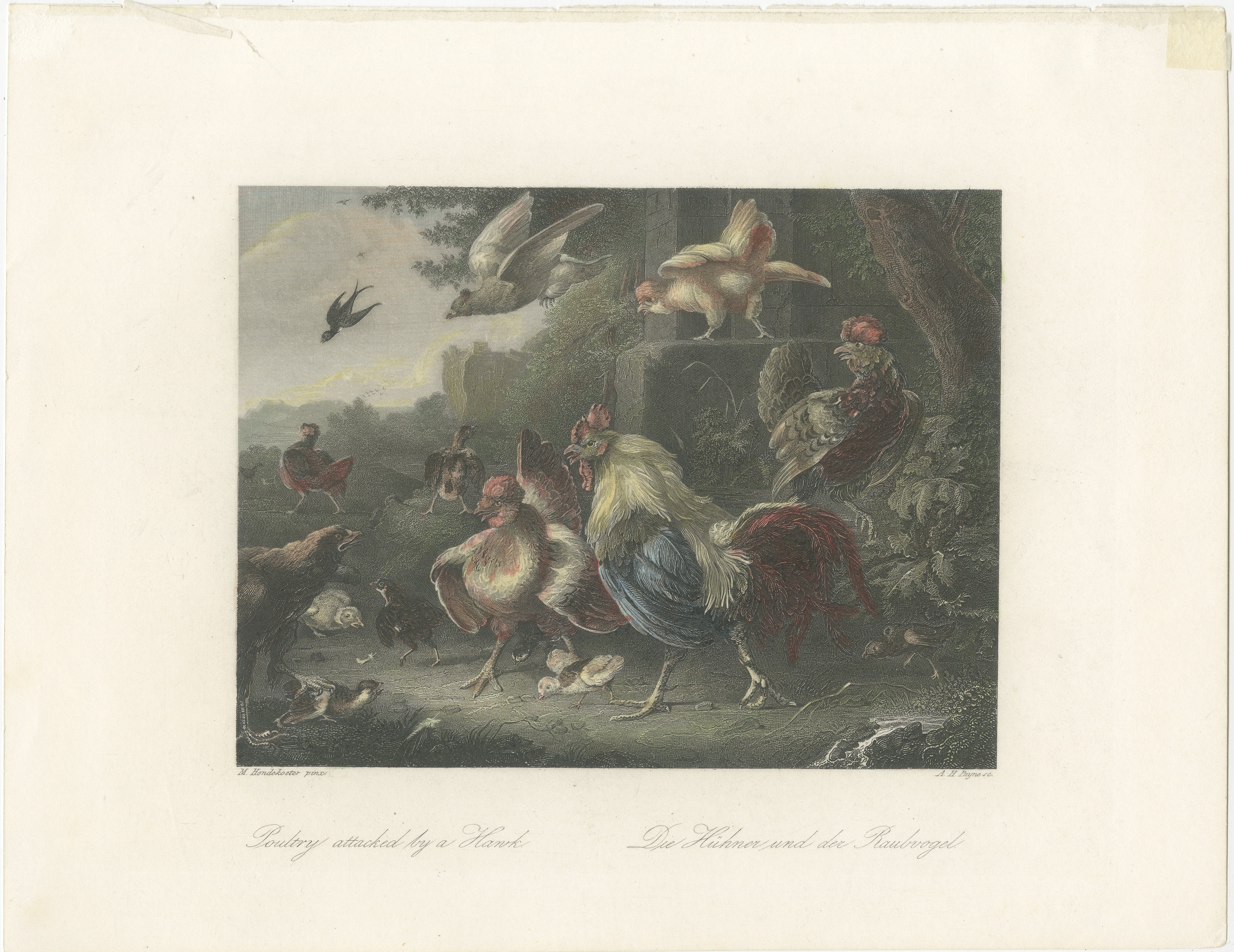Titel: Vom Habicht angegriffenes Geflügel - Die Hühner und der Raubvogel